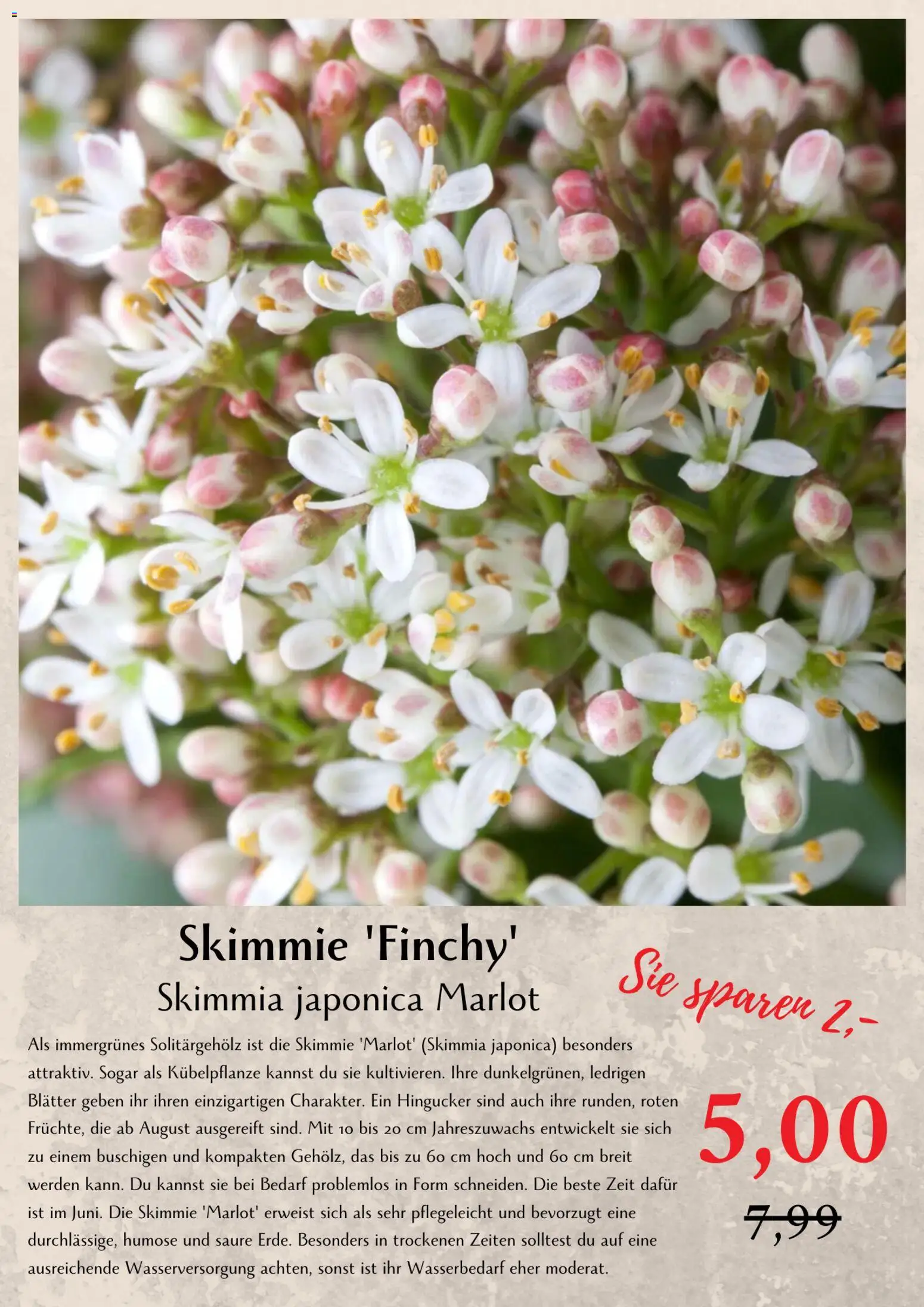 bellaflora Flugblatt gültig ab 06.03.2026 | Seite: 5