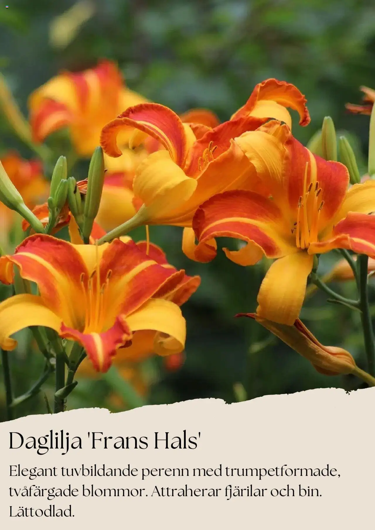 Plantagen reklamblad aktuell från 01.08.2025 | Sida: 8