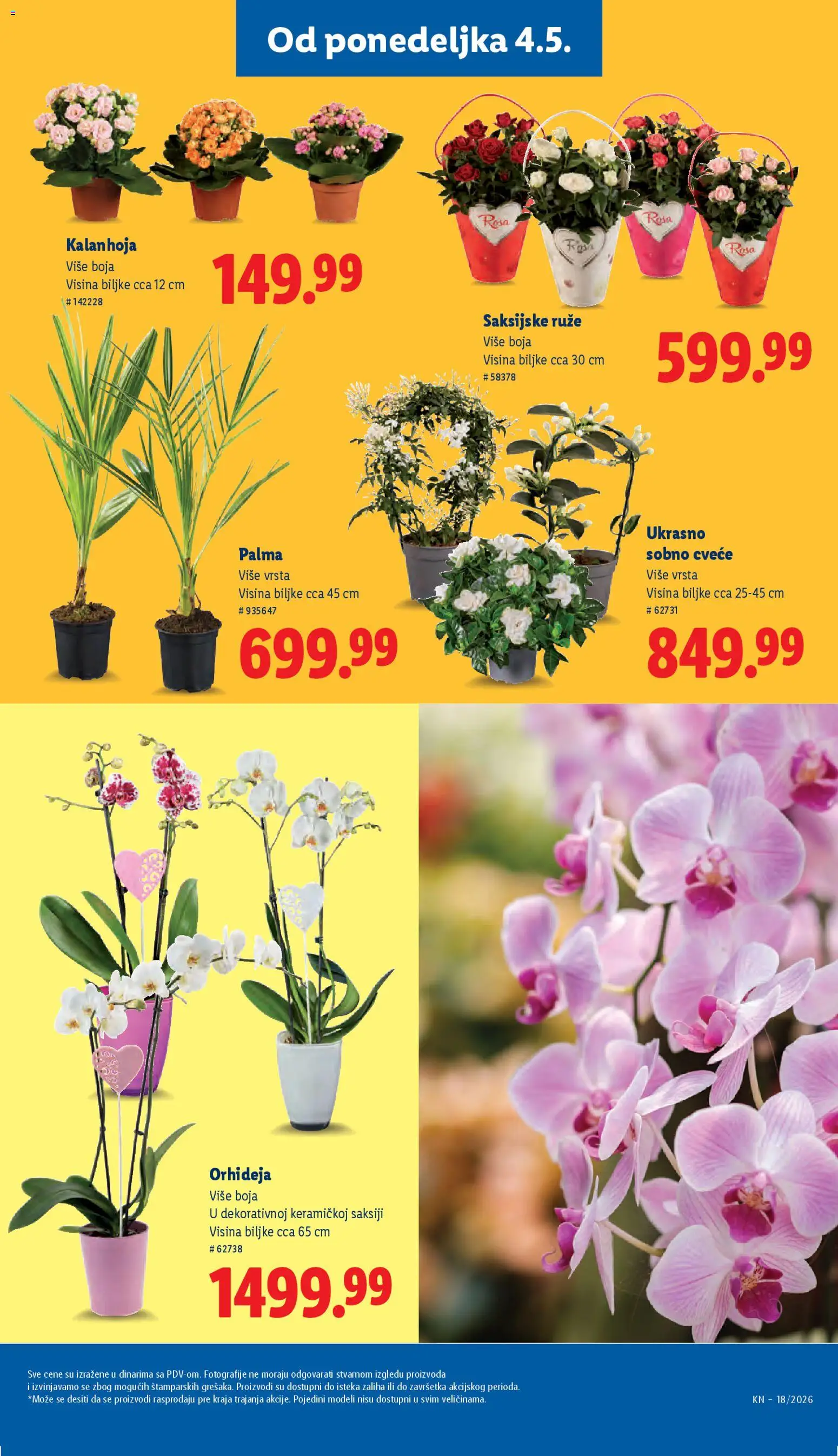Lidl katalog - važi od 30.04.2026 | Strana: 65 | Proizvode: Kalanhoja, Orhideja, Ruze, Cvece