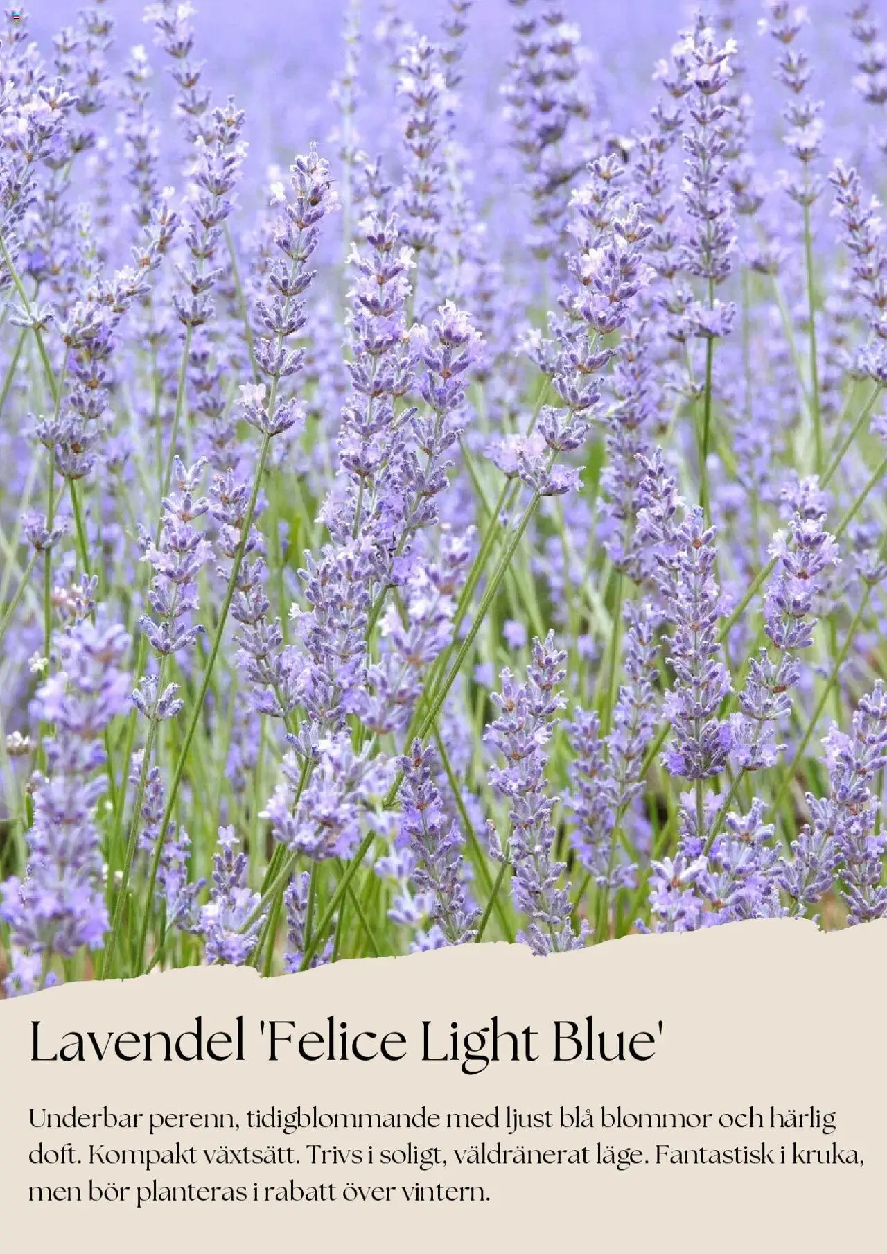 Plantagen reklamblad aktuell från 01.08.2025 | Sida: 3 | Produkter: Lavendel