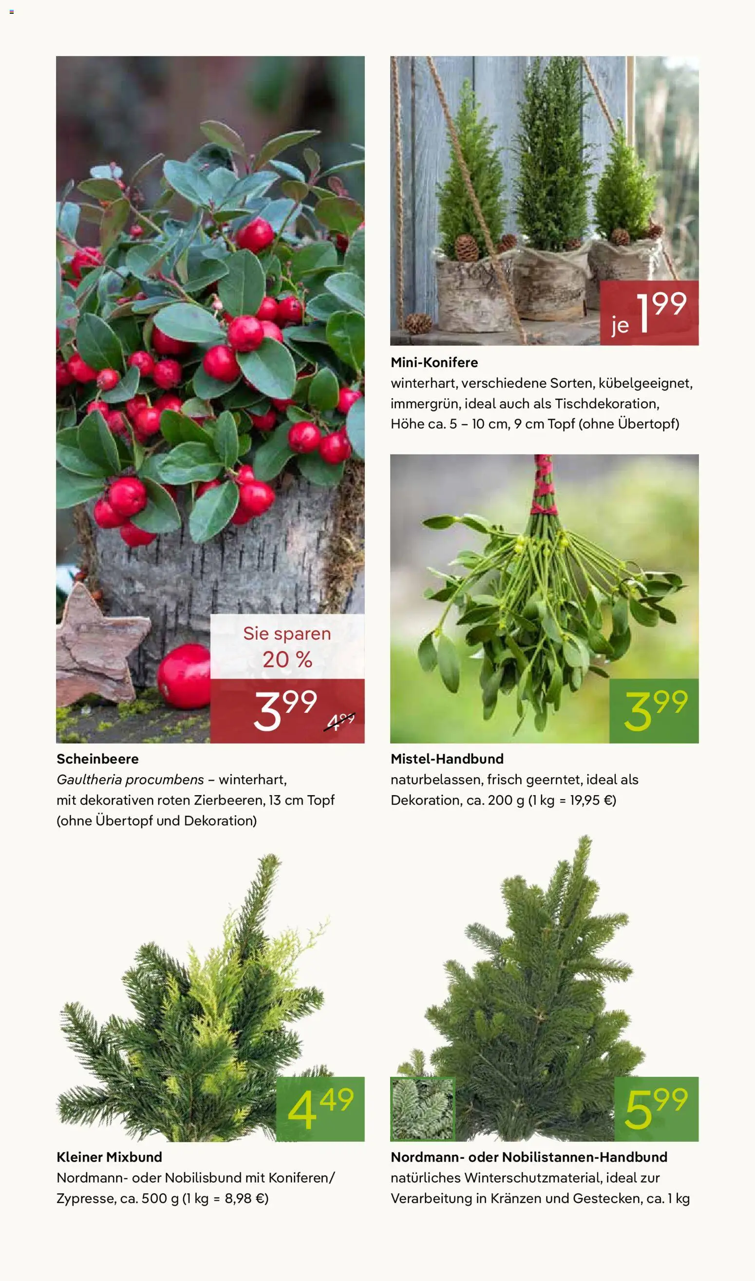 Pflanzen-Kölle Prospekt 	 – gültig ab 17.11.2025 | Seite: 8