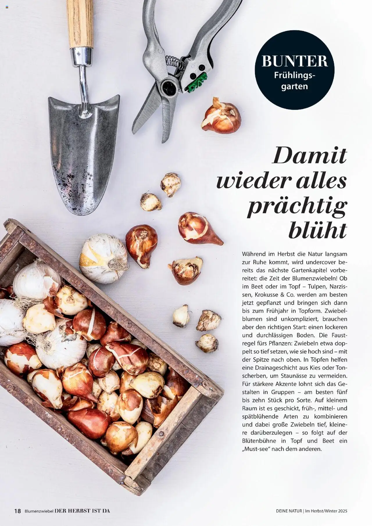 Dehner  Flugblatt gültig ab 10.10.2025 | Seite: 18 | Produkte: Zwiebeln