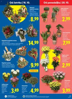 Lidl katalog akcije – veljaven od 16.10.2025 | Stran: 15 | Izdelki: Šopek, Zelena