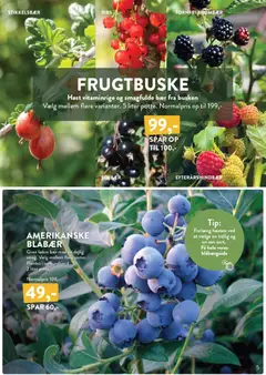 Plantorama - Tilbudsavis gyldig fra 27.03.2026 | Side: 5 | Produkter: Blåbær, Ribs, Solbær, Stikkelsbær