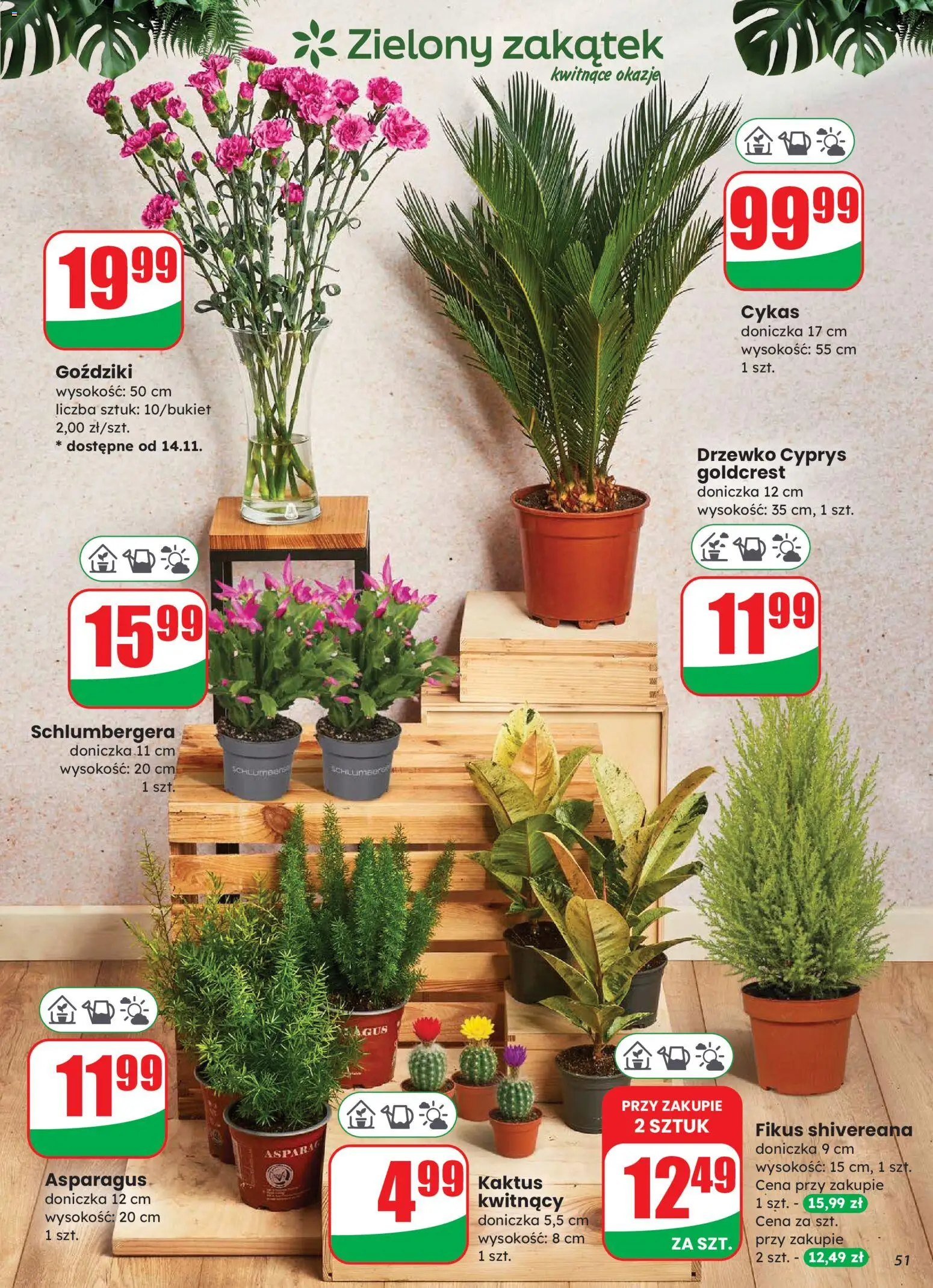 Dino Gazetka od 12.11.2025 | Strona: 51 | Produkty: Goździki, Doniczka, Fikus