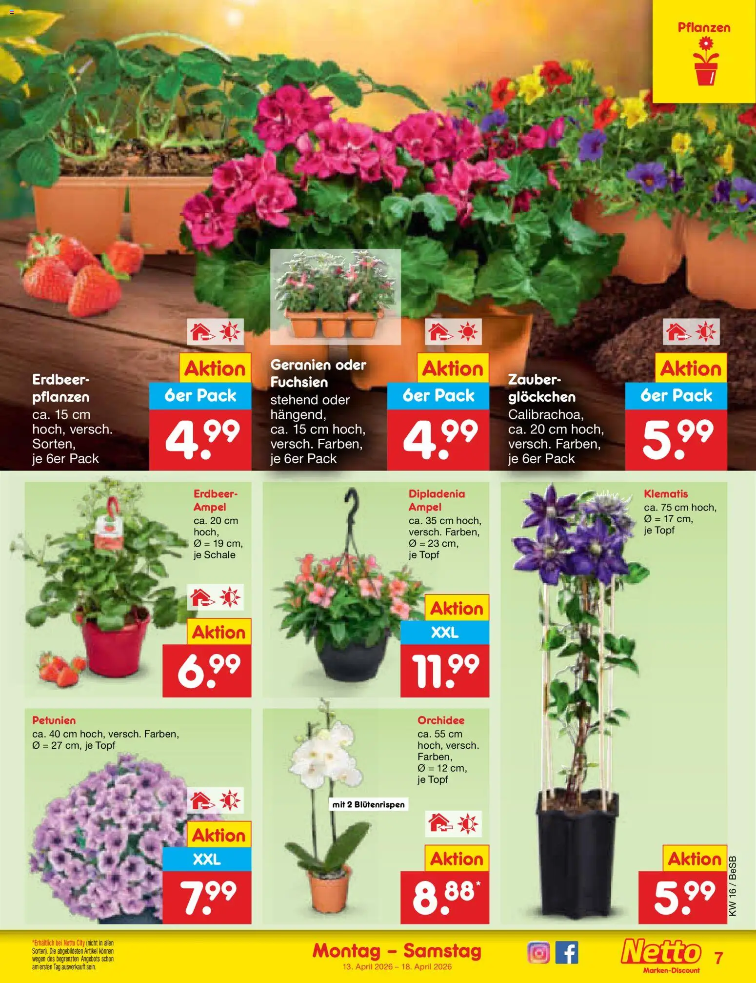 Netto Marken-Discount Prospekt 	 – gültig ab 13.04.2026 | Seite: 9 | Produkte: Orchidee, Geranien