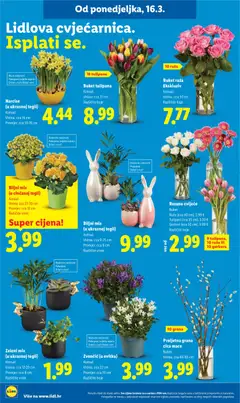 Rezano cvijeće, Buket, Ruže (cca 40 cm), 2.99 €, Tulipani (cca 35 cm), 3.33 €, Gerberi (cca 50 cm), 3.99 €, Različite boje - Pregled kataloga iz trgovine Lidl, vrijedi od 16.03.2026 | Stranica: 30