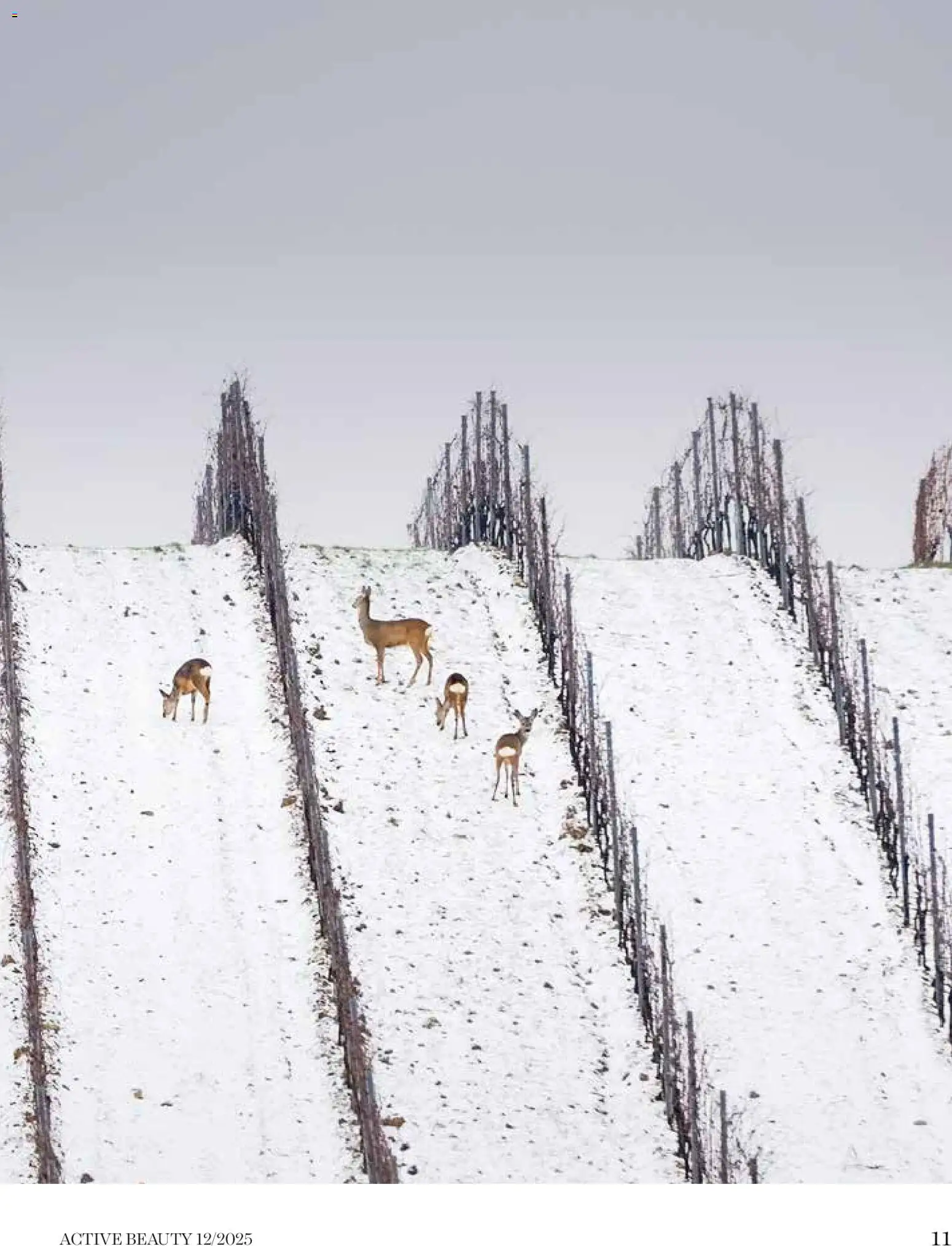 Novi DM Drogerie Markt katalog ponudbe – veljaven od 01.12.2025 | Stran: 11