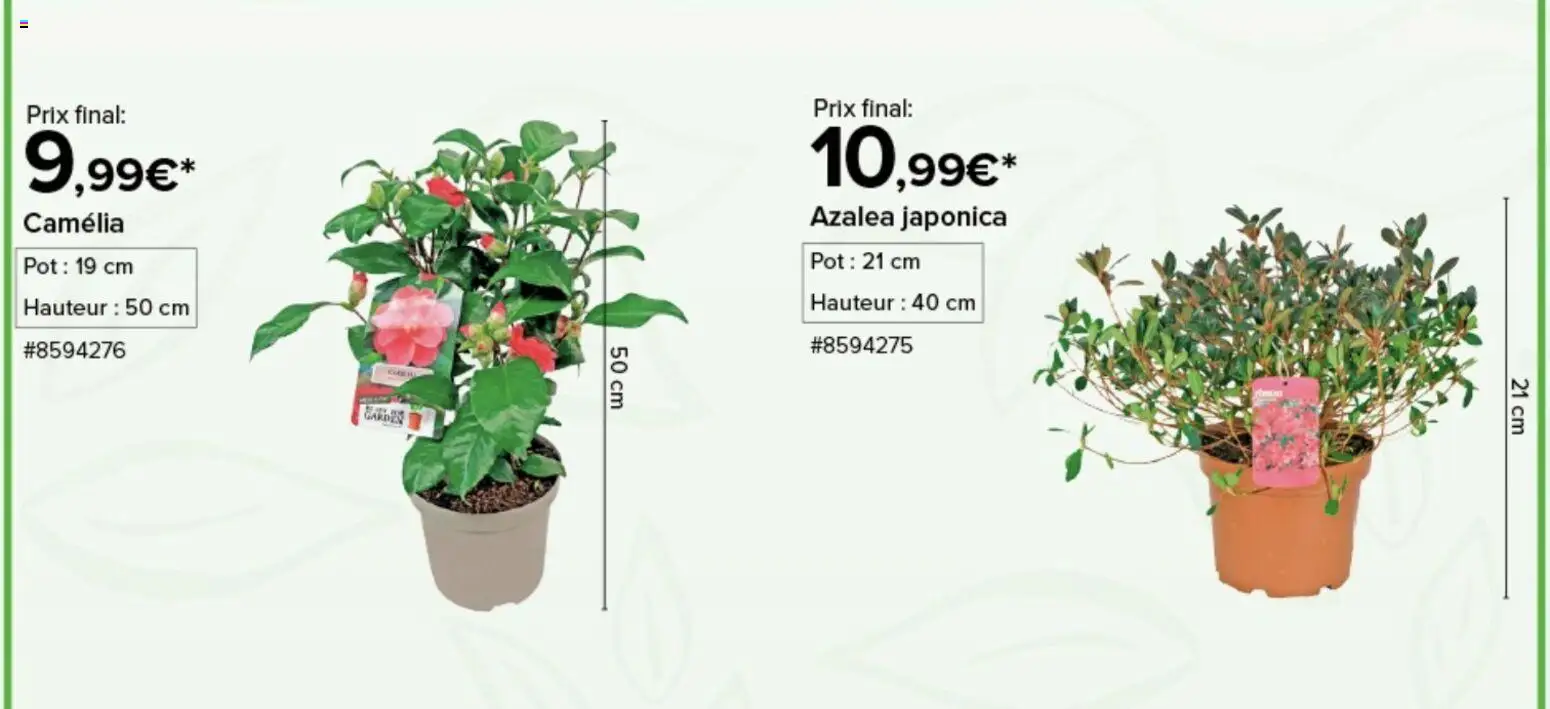 {H1} | Page: 3 | Produits: Camelia