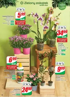 Dino Gazetka od 11.06.2025 | Strona: 60 | Produkty: Goździk, Doniczka, Storczyk