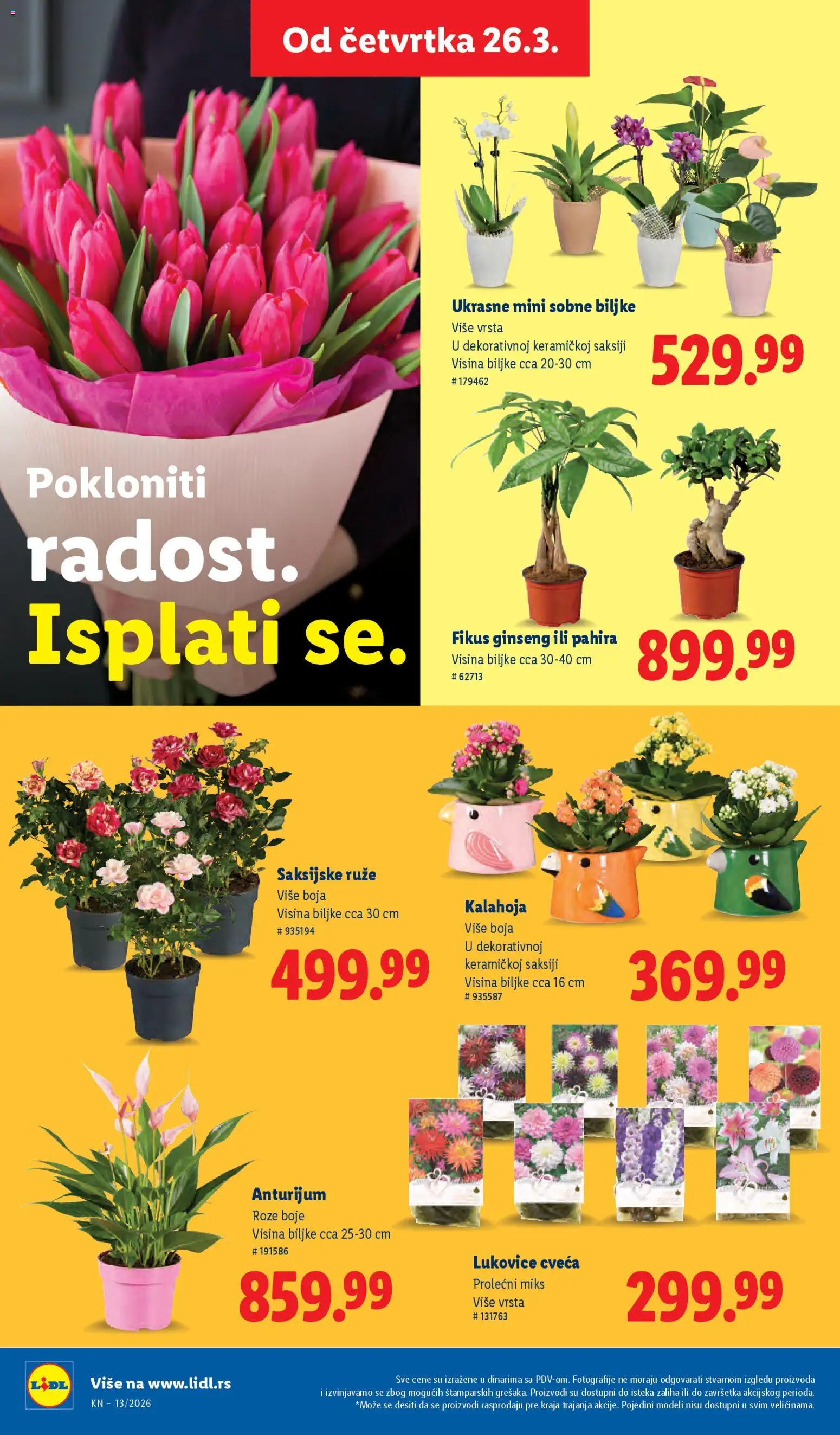 Lidl katalog - važi od 26.03.2026 | Strana: 54 | Proizvode: Sobne biljke, Ruze