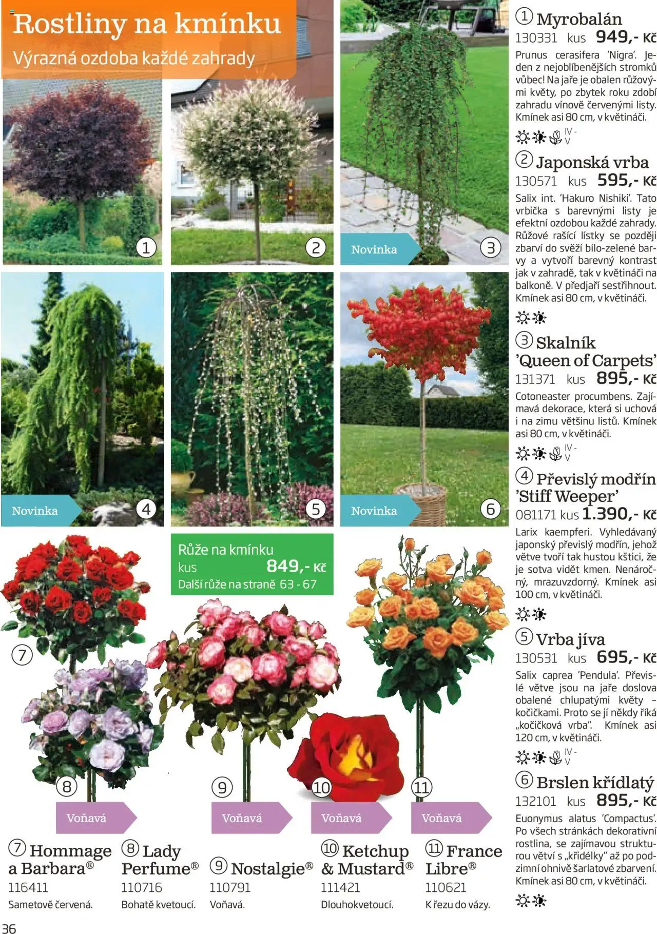 Starkl katalog podzim 2025 od 01.08.2025 | Strana: 36 | Produkty: Rostliny