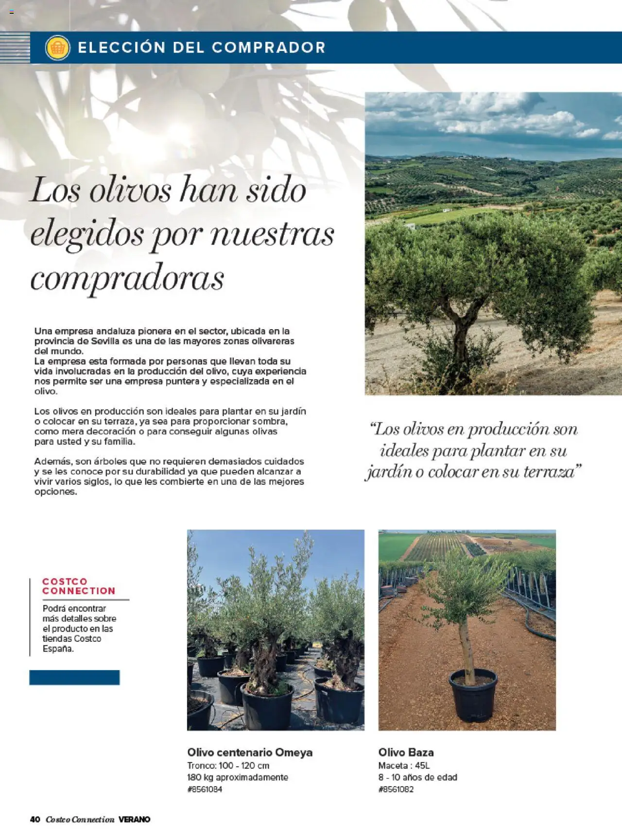 Costco catálogo │ válido desde el 03.07.2025 | Página: 40 | Productos: Maceta