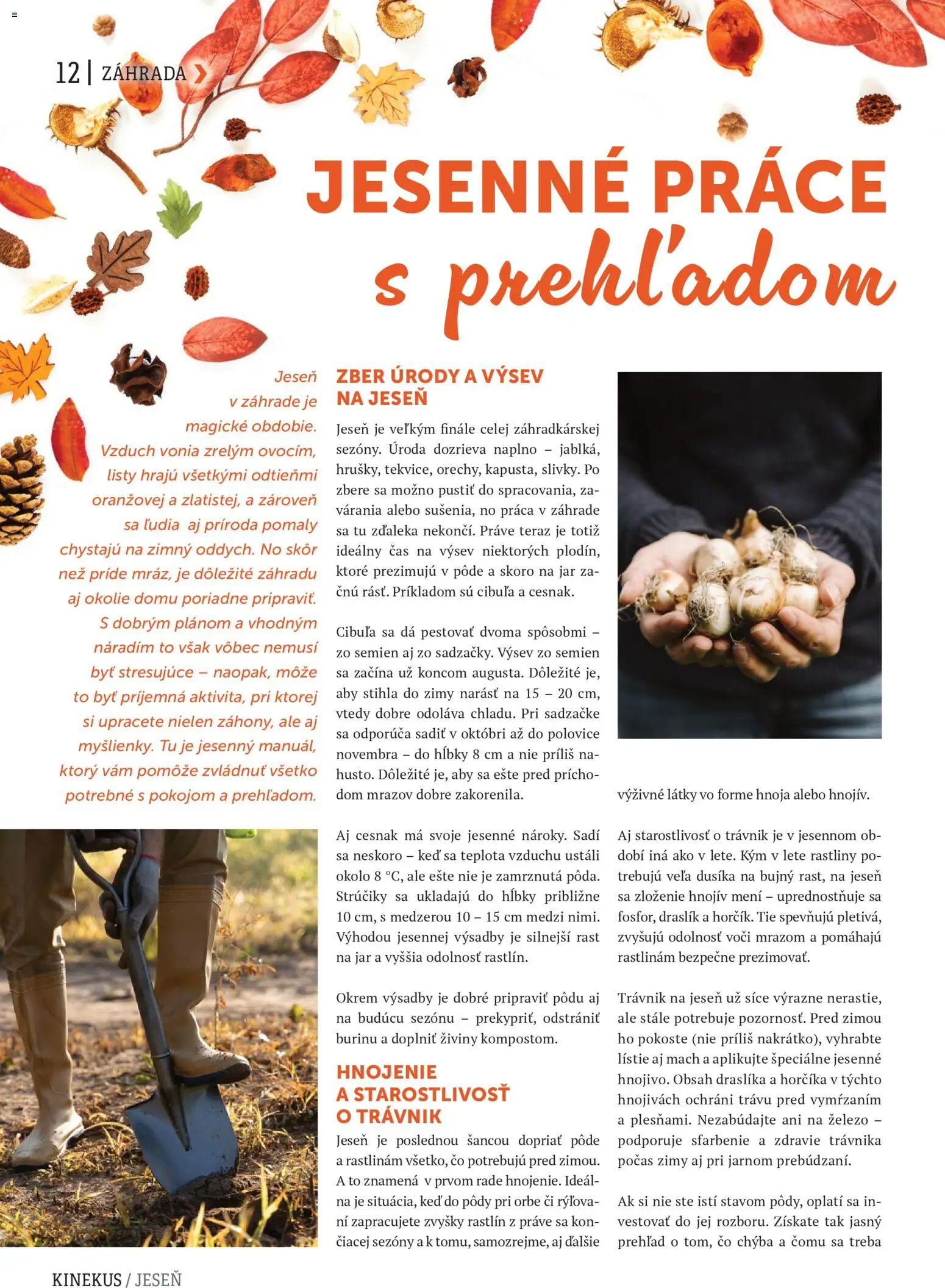 Nové Kinekus akcie – leták je platný od 27.10.2025 | Strana: 12 | Produkty: Cesnak, Cibuľa, Jar