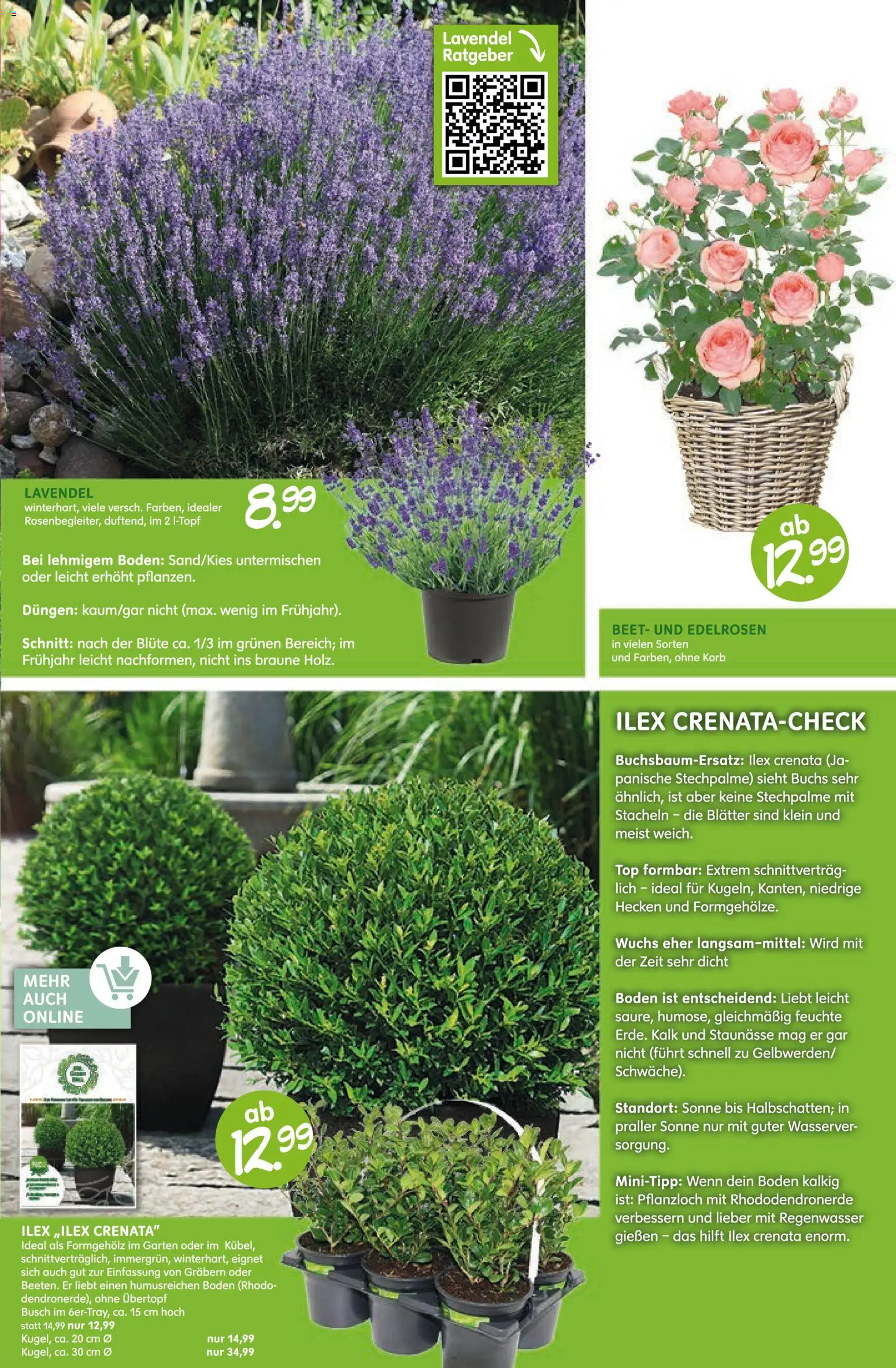 Blumen Risse Prospekt 	 – gültig ab 12.03.2026 | Seite: 15 | Produkte: Top, Korb, Lavendel