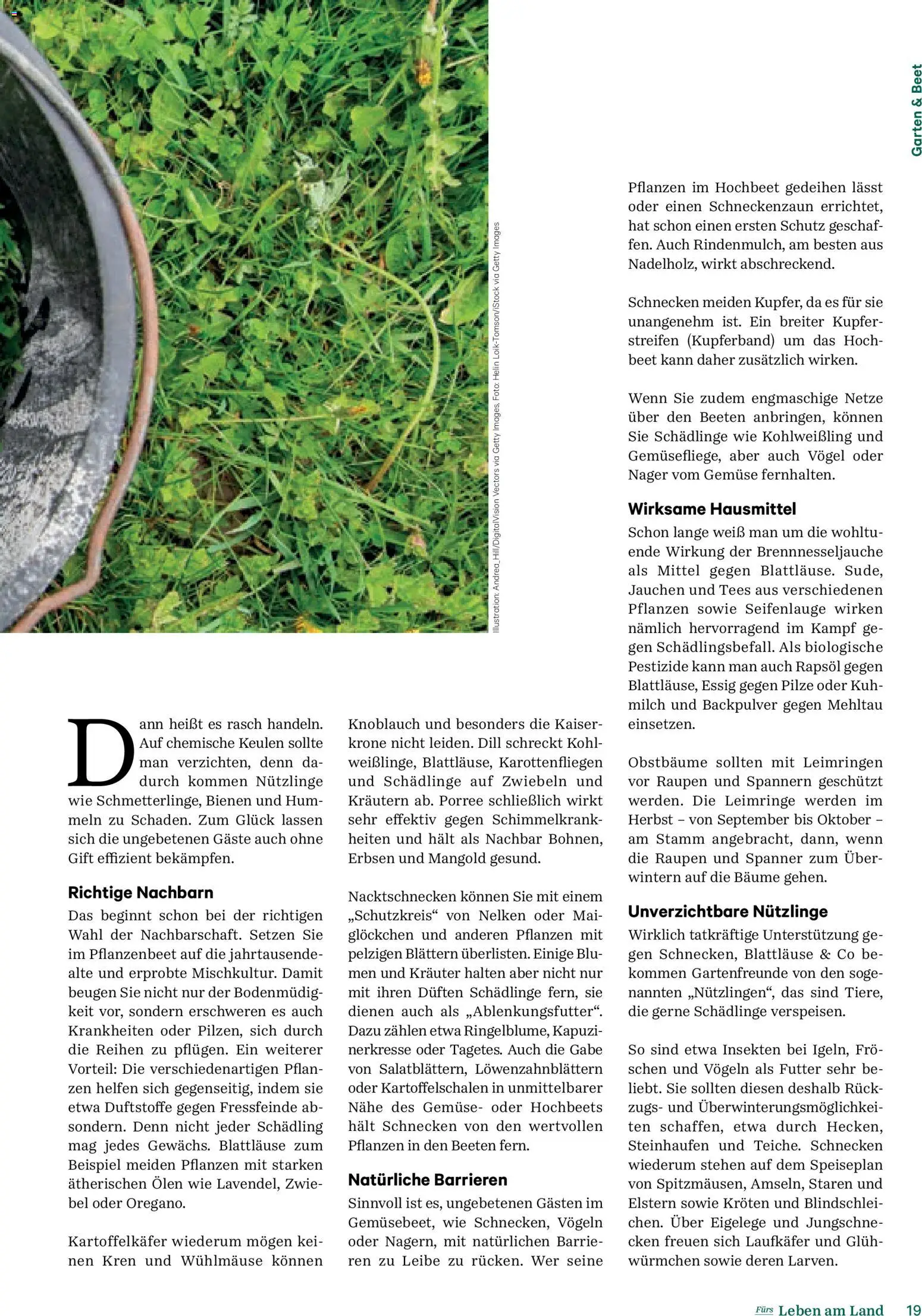 Lagerhaus Fürs Leben am Land gültig ab 01.11.2025 | Seite: 19 | Produkte: Zwiebeln, Gemüse, Erbsen, Dill