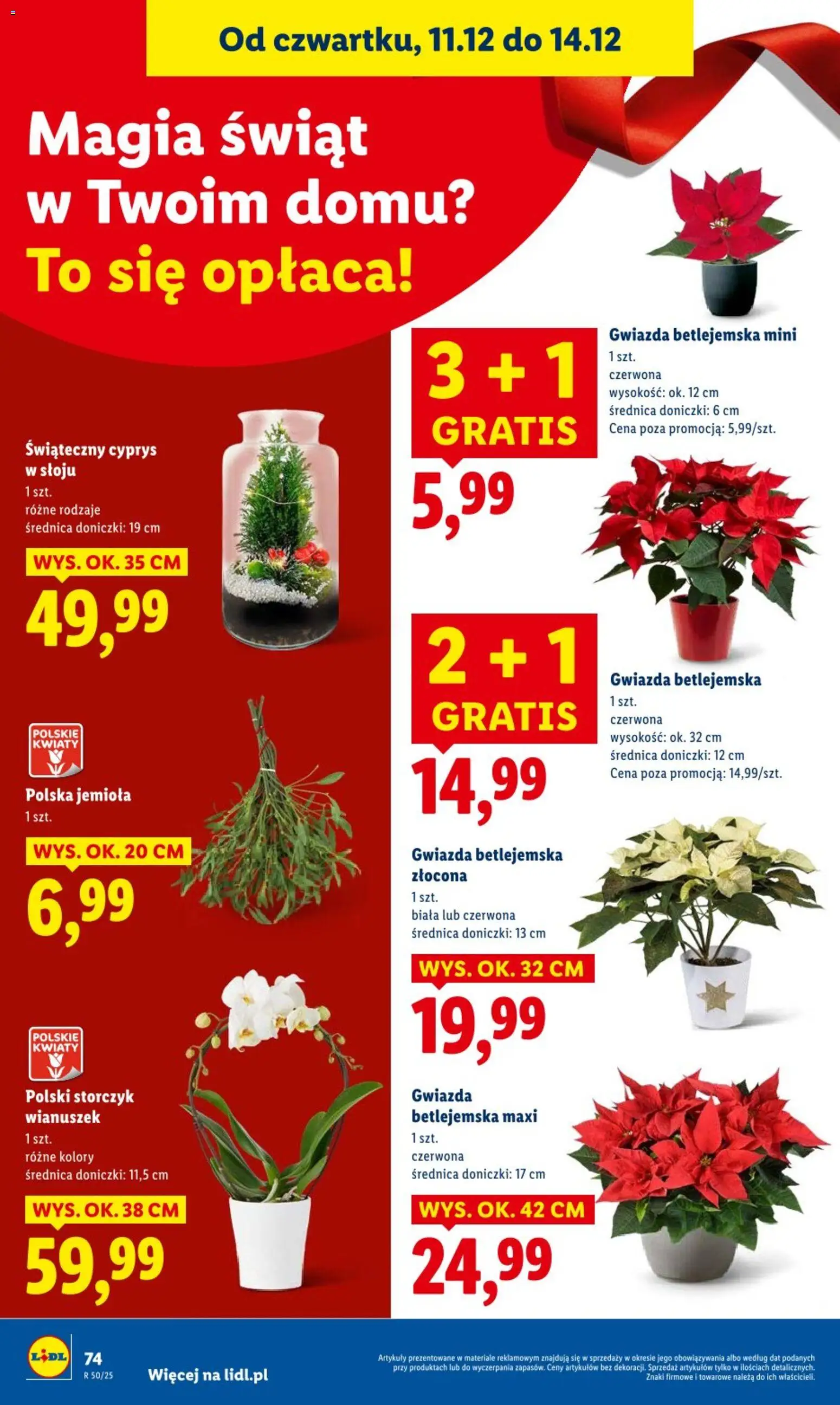 Lidl Gazetka od 11.12.2025 | Strona: 74 | Produkty: Doniczki, Storczyk, Kwiaty