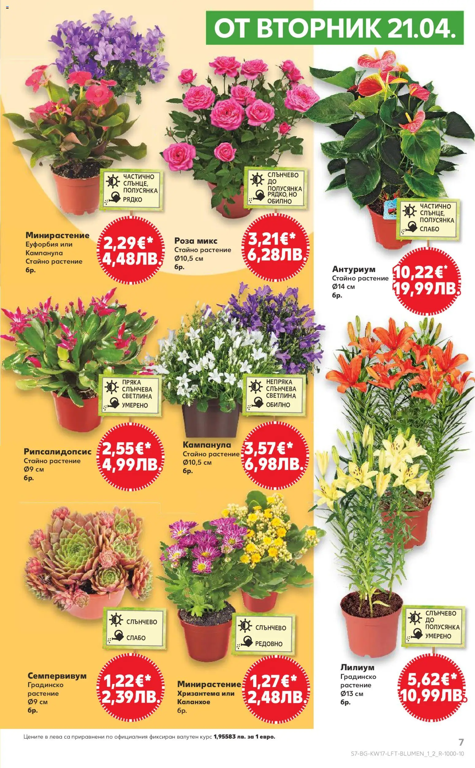 {H1} | Страница: 7 | Продукти: Хризантема, Роза