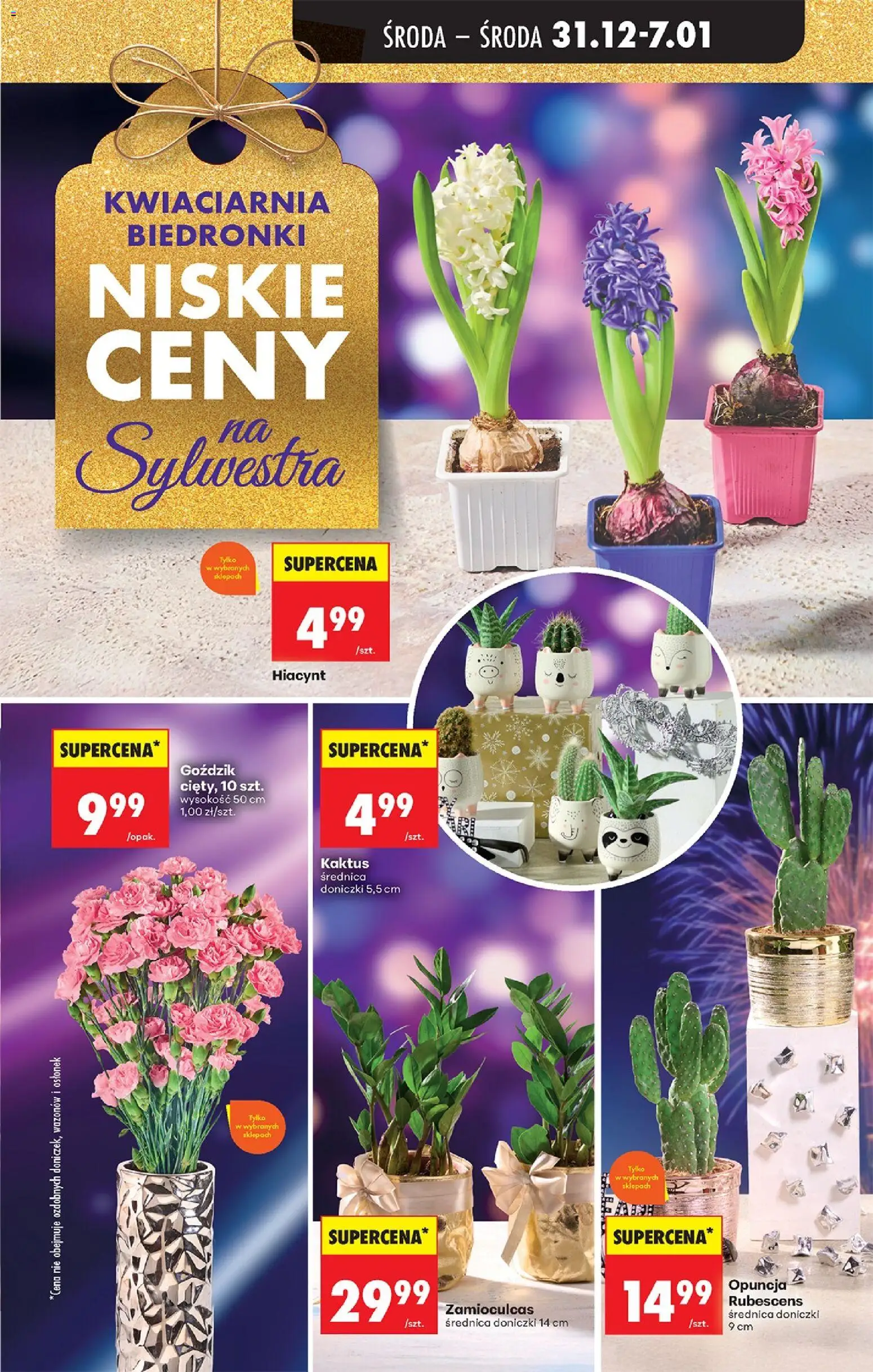 Biedronka gazetka - Oferta w tym tygodniu od 31.12.2025 | Strona: 75 | Produkty: Goździk, Zamioculcas, Doniczki