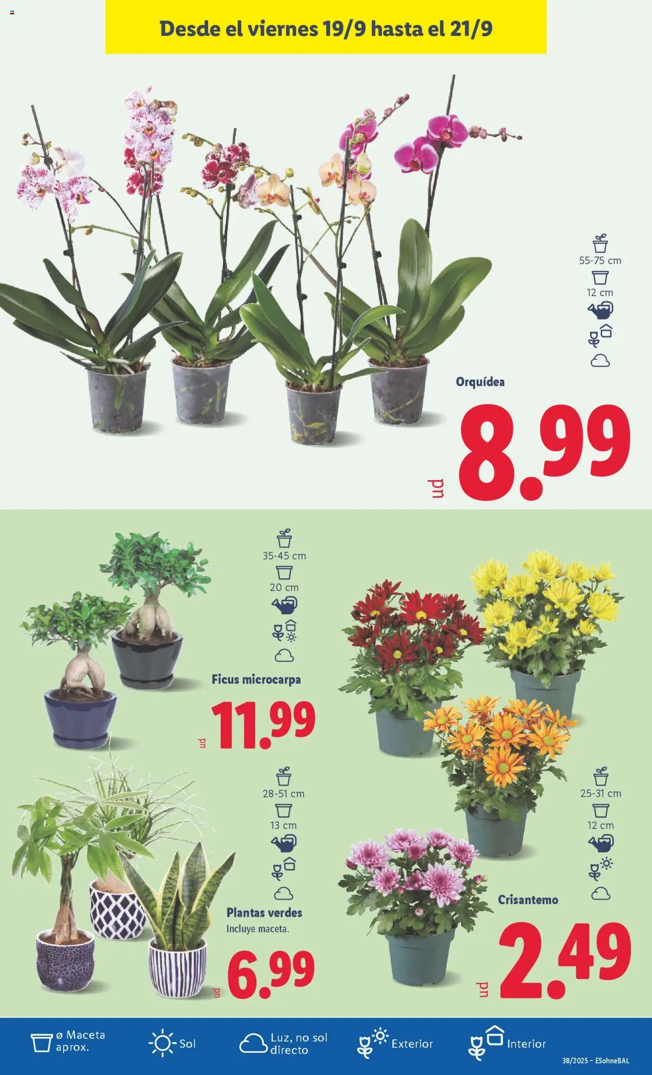 Lidl folleto │ válido desde el 15.09.2025 | Página: 31 | Productos: Maceta