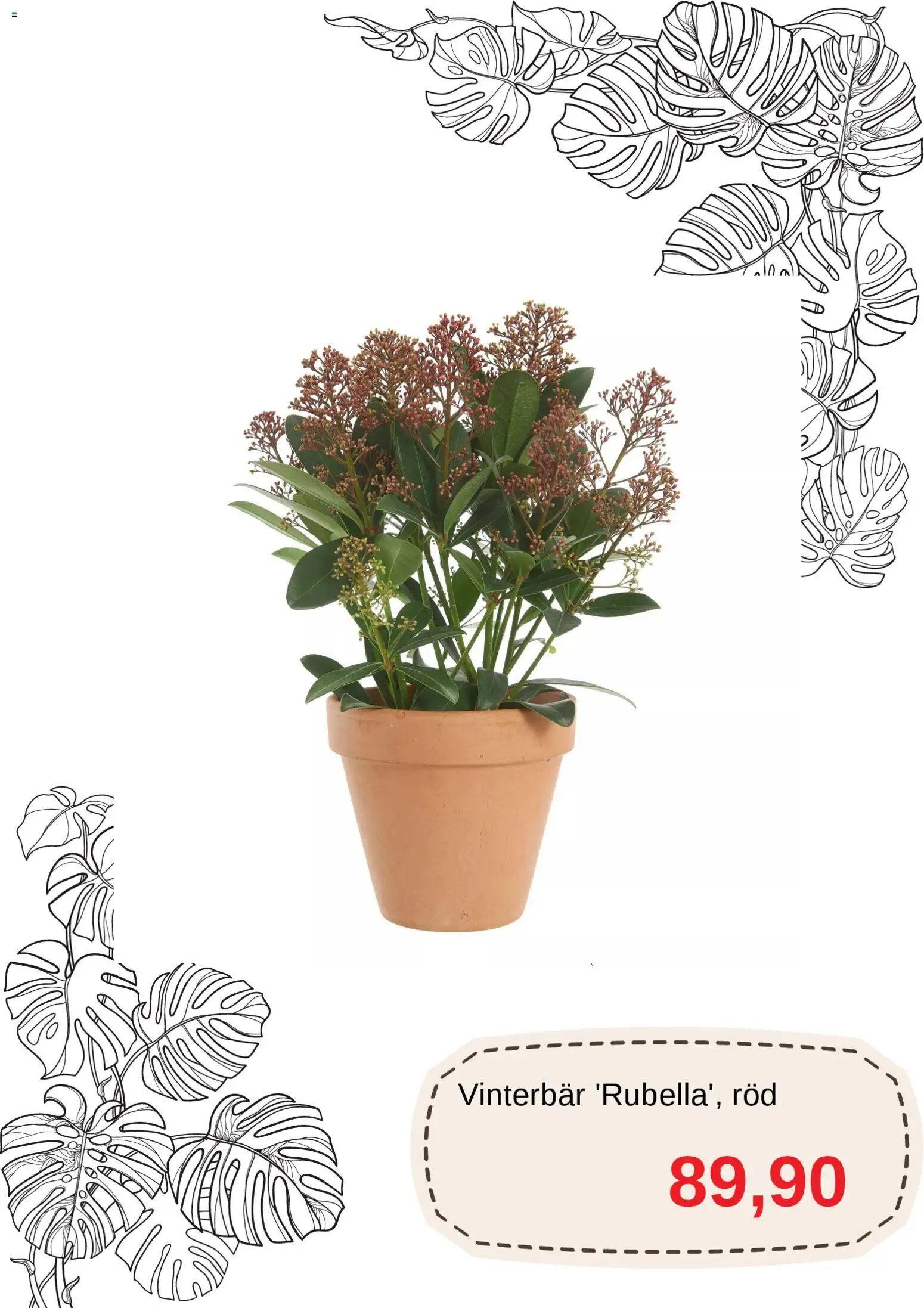 Blomsterlandet reklamblad aktuell från 01.12.2025 | Sida: 10