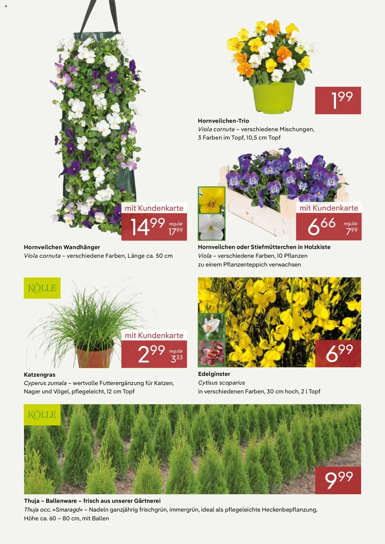 Pflanzen-Kölle Prospekt März  – gültig ab 02.03.2026 | Seite: 2 | Produkte: Stiefmutterchen