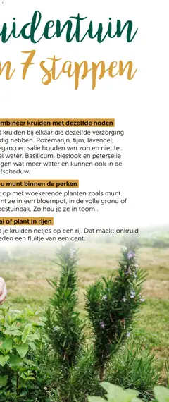 Aveve Groente- en kruidengids - Voorbeeld van een folder van Aveve, geldig van 23.02.2026 | Pagina: 15 | Producten: Kész piskótalap, Munt