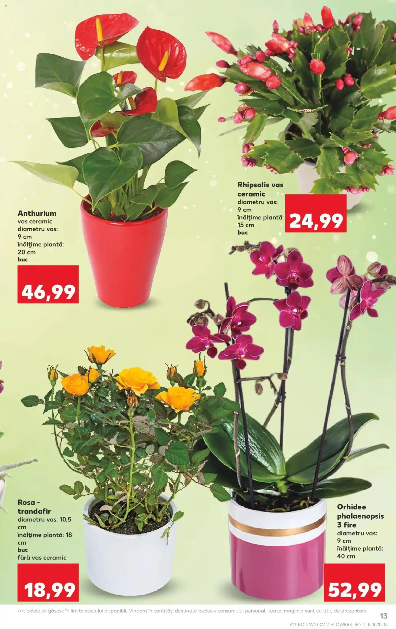Noul catalog Kaufland – valabil de la 04.03.2026 | Pagină: 13 | Produse: Trandafir, Orhidee