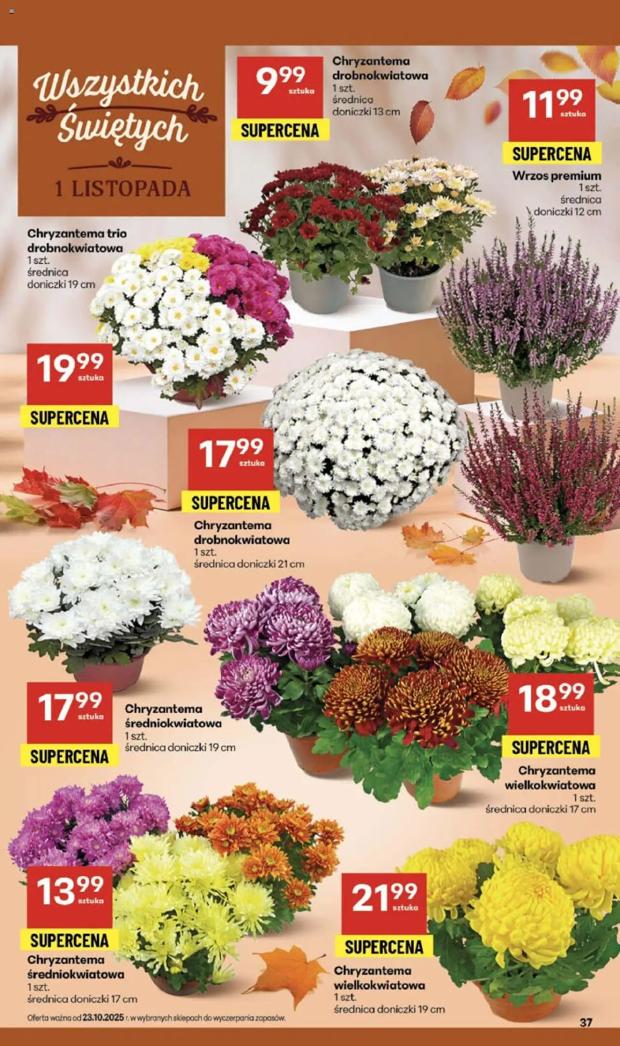 Delikatesy Centrum Gazetka - Sklepy Własne od 23.10.2025 | Strona: 37 | Produkty: Wrzos, Doniczki