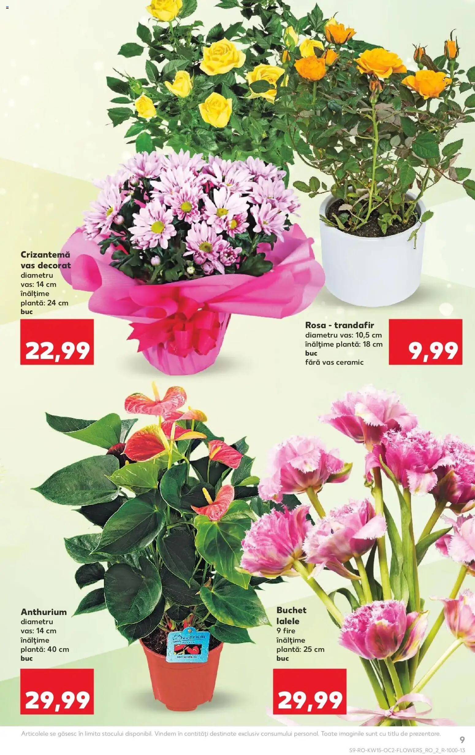 Noul catalog Kaufland – valabil de la 08.04.2026 | Pagină: 9 | Produse: Trandafir