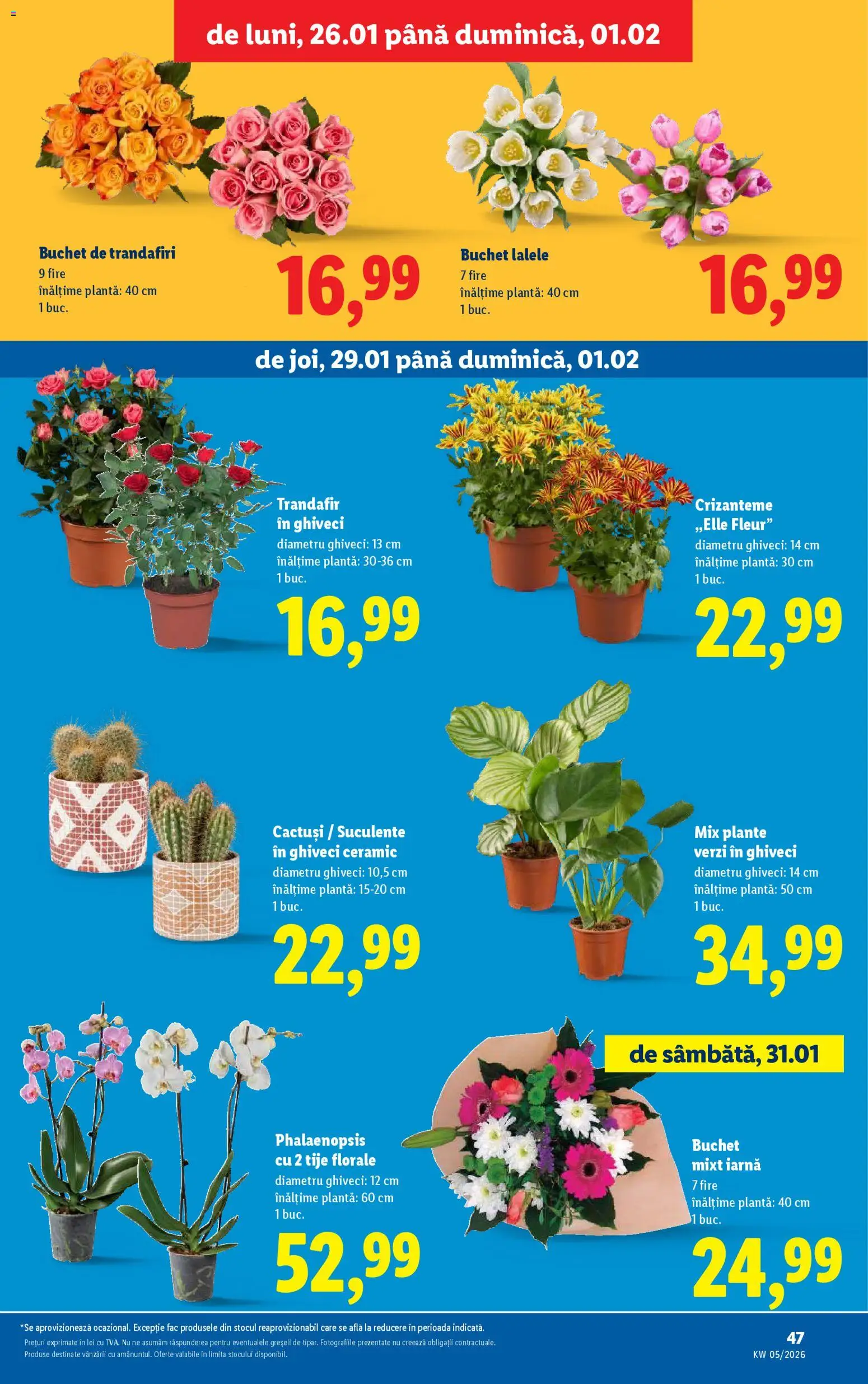 Noul catalog Lidl – valabil de la 26.01.2026 | Pagină: 47 | Produse: Trandafir, Ghiveci
