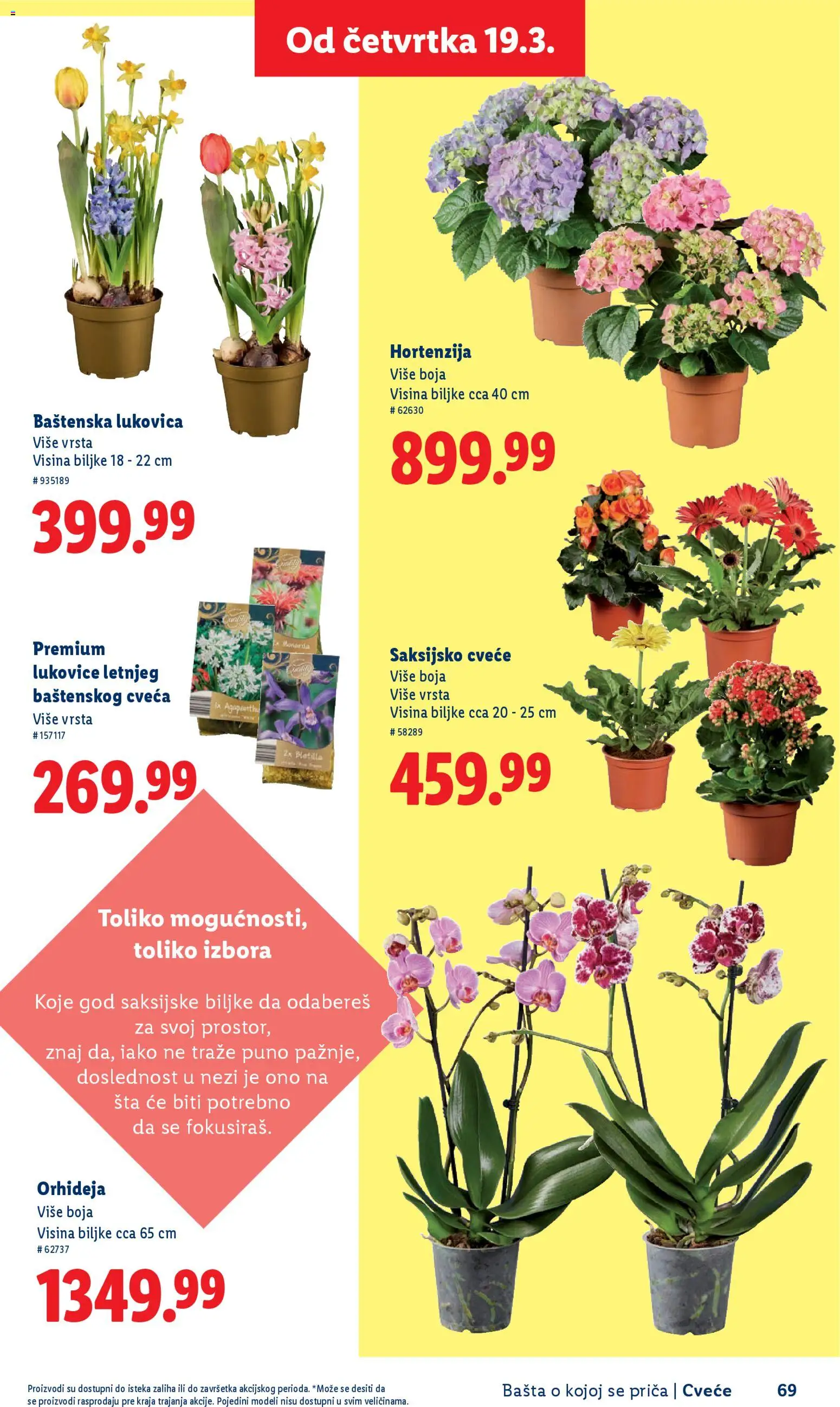Lidl katalog - važi od 26.02.2026 | Strana: 69 | Proizvode: Orhideja, Cvece