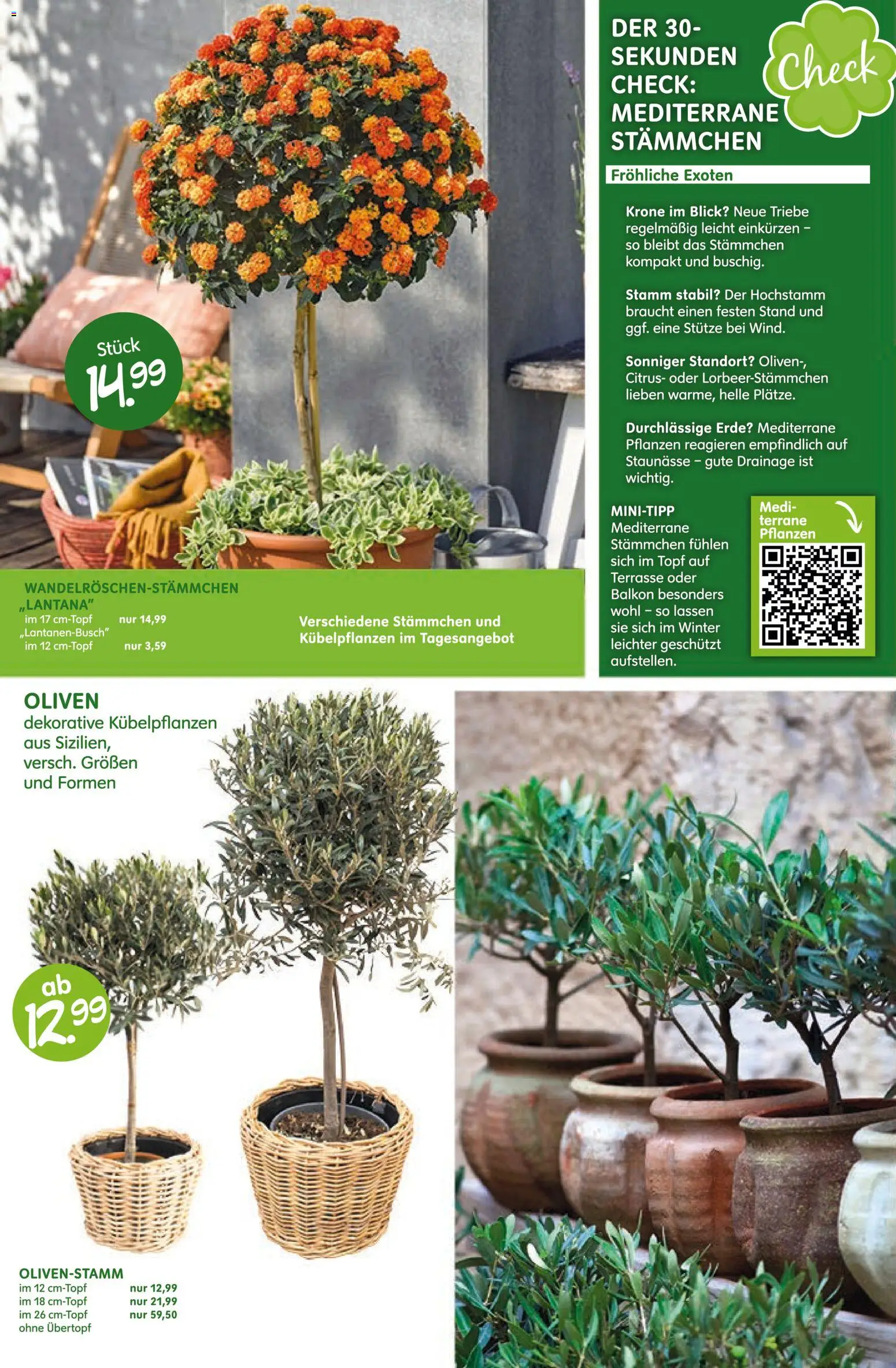 Blumen Risse Prospekt 	 – gültig ab 16.04.2026 | Seite: 6