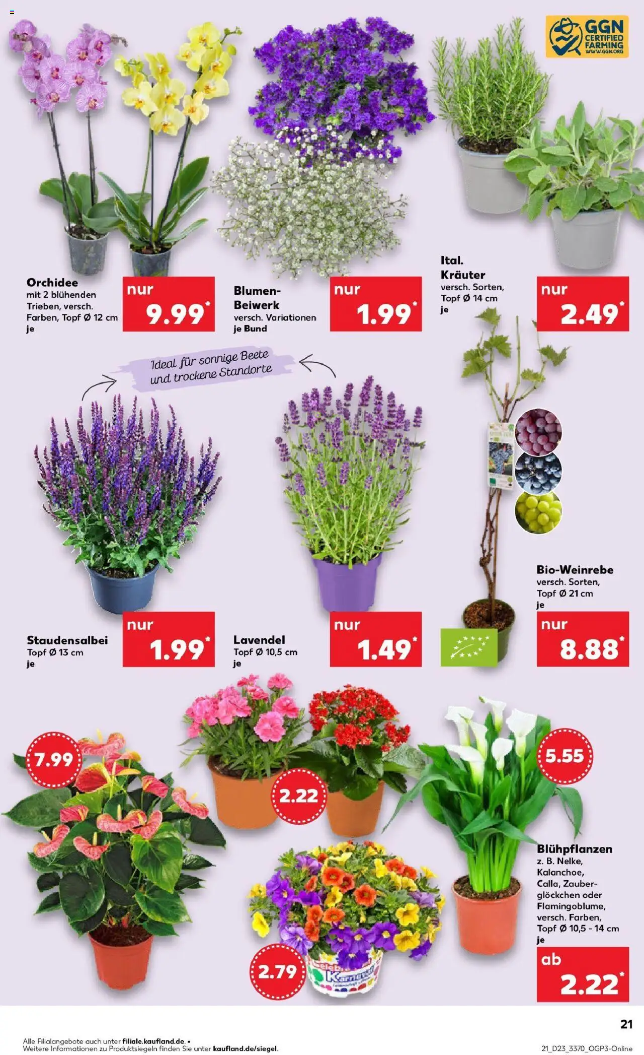 Kaufland prospekt Pasewalk	 - gültig ab dem 09.06.2025 | Seite: 38 | Produkte: Orchidee, Blumen, Lavendel