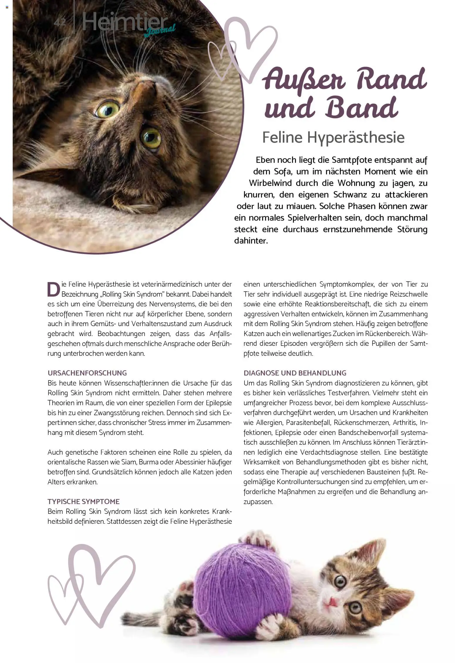 zookauf Prospekt 	 – gültig ab 01.02.2026 | Seite: 42 | Produkte: Tisch