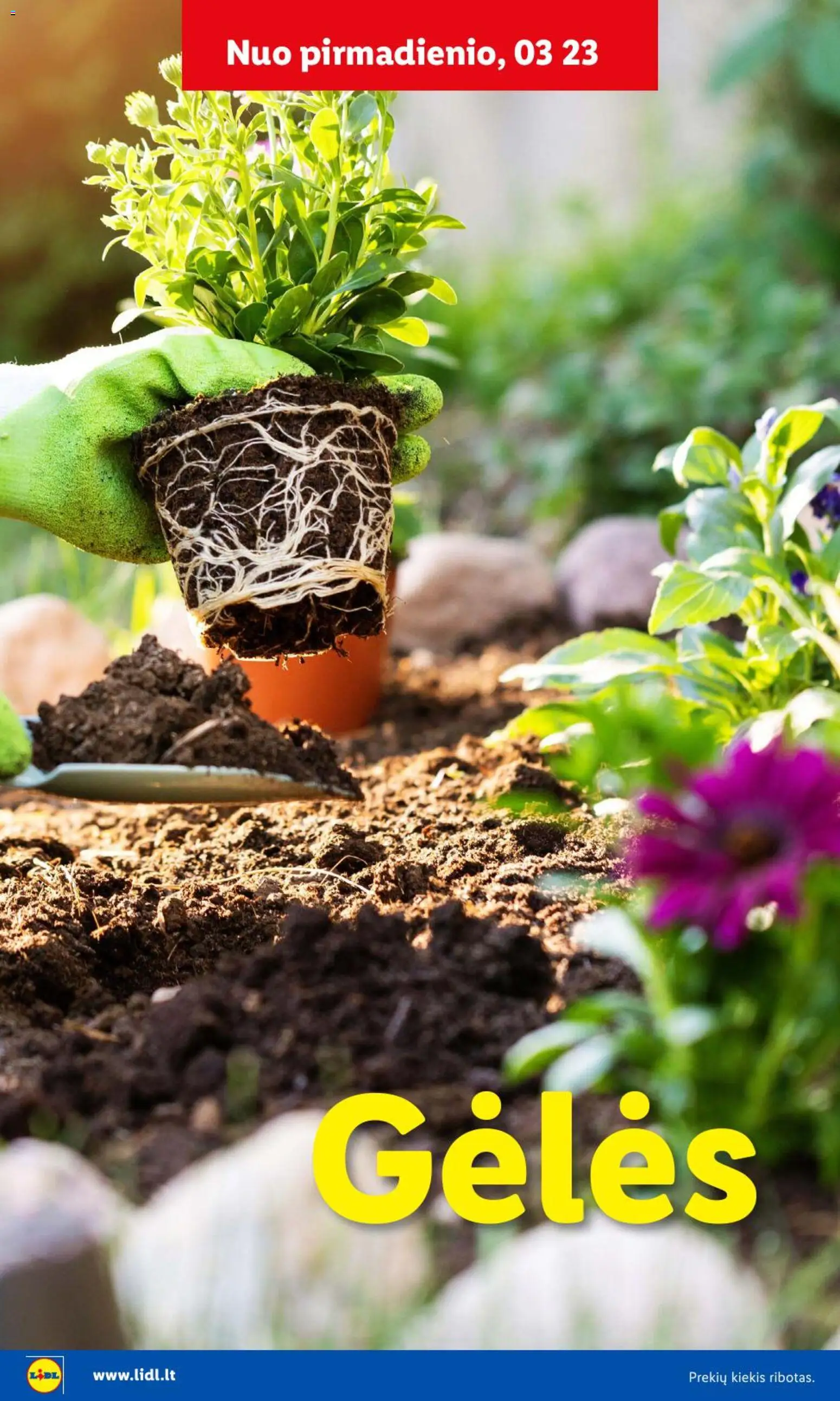 LIDL akcijos nuo 09.02.2026 | Puslapis: 31