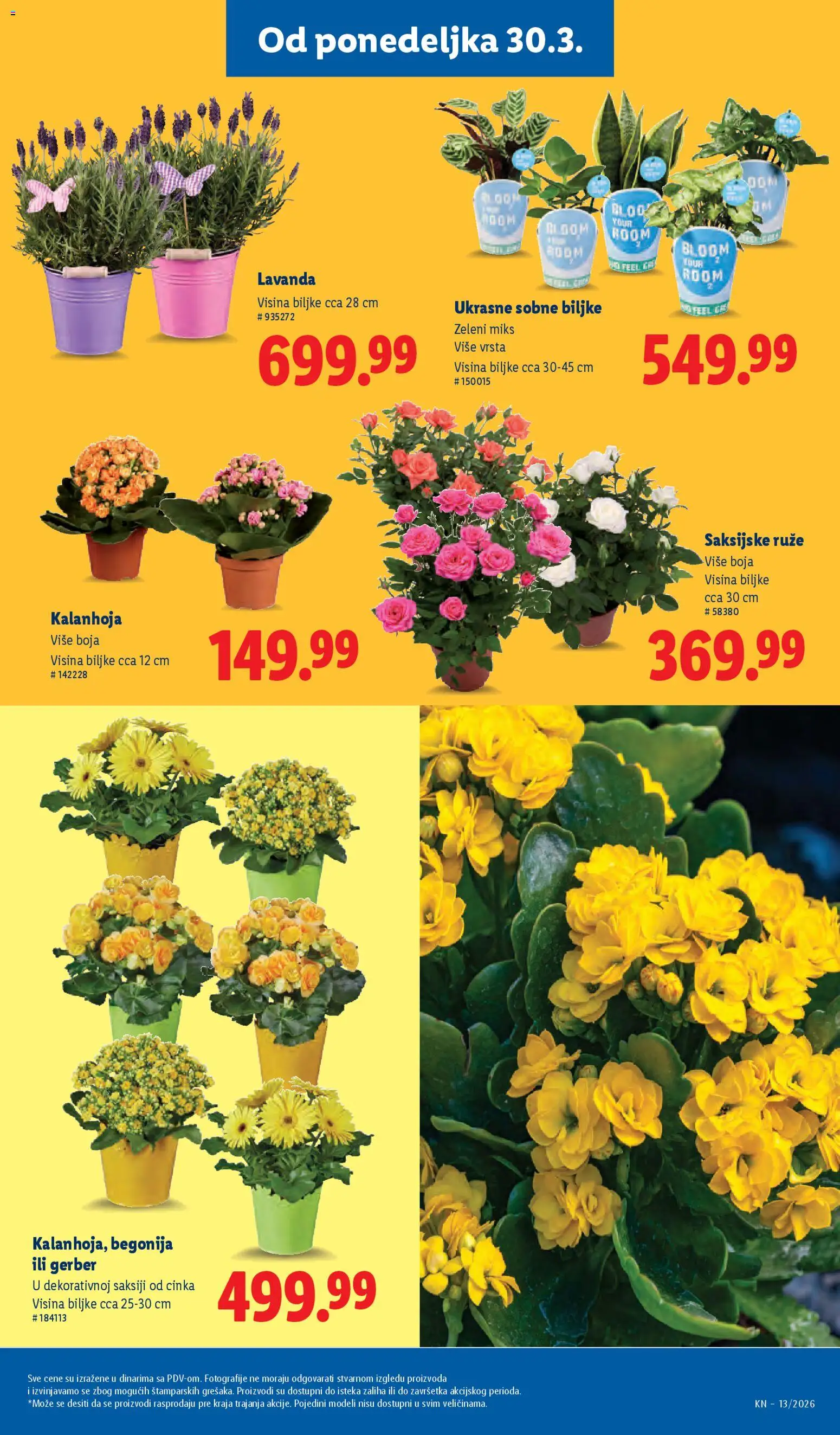 Lidl katalog - važi od 26.03.2026 | Strana: 55 | Proizvode: Kalanhoja, Sobne biljke, Ruze