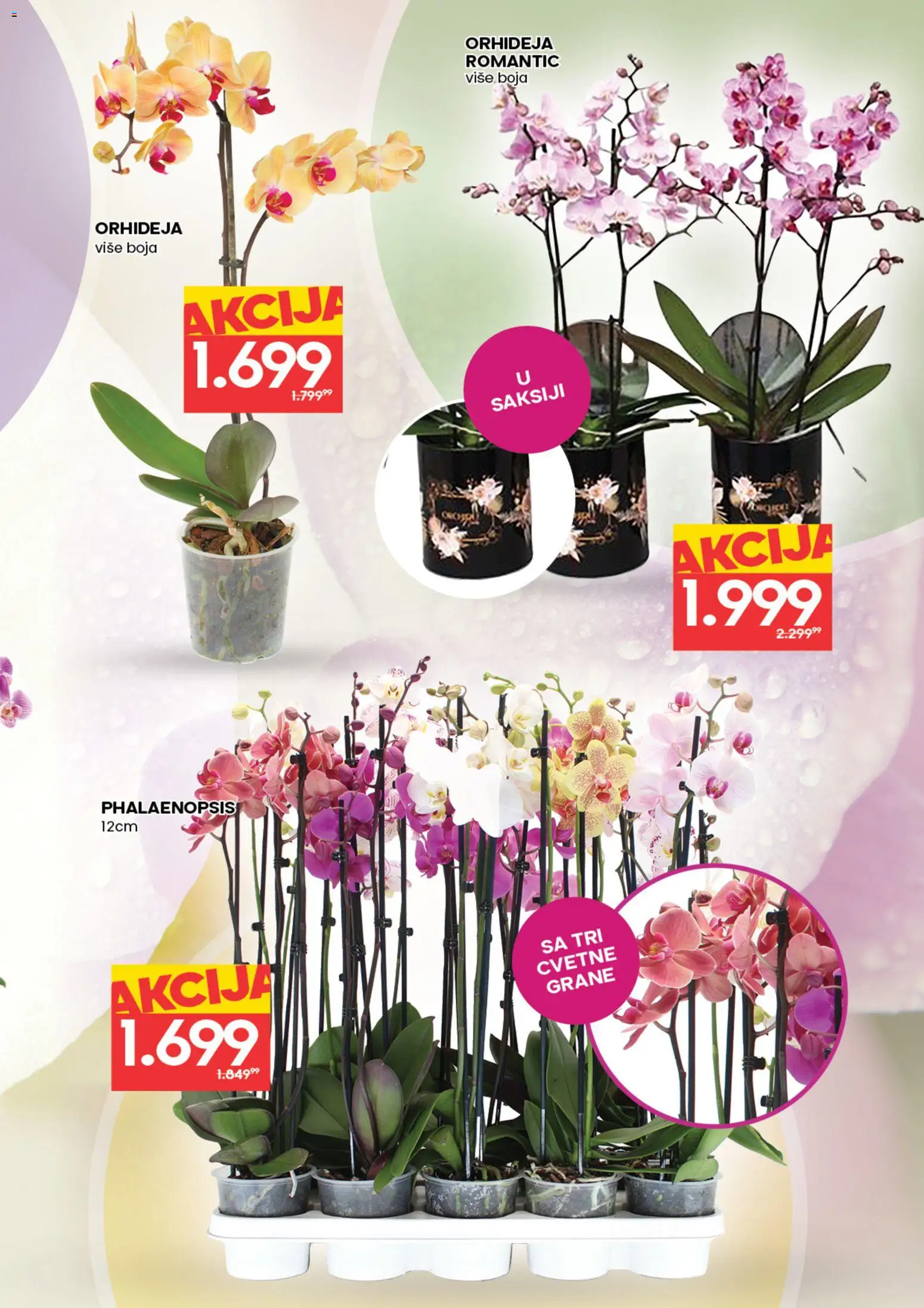 Roda katalog - važi od 05.03.2026 | Strana: 3 | Proizvode: Orhideja