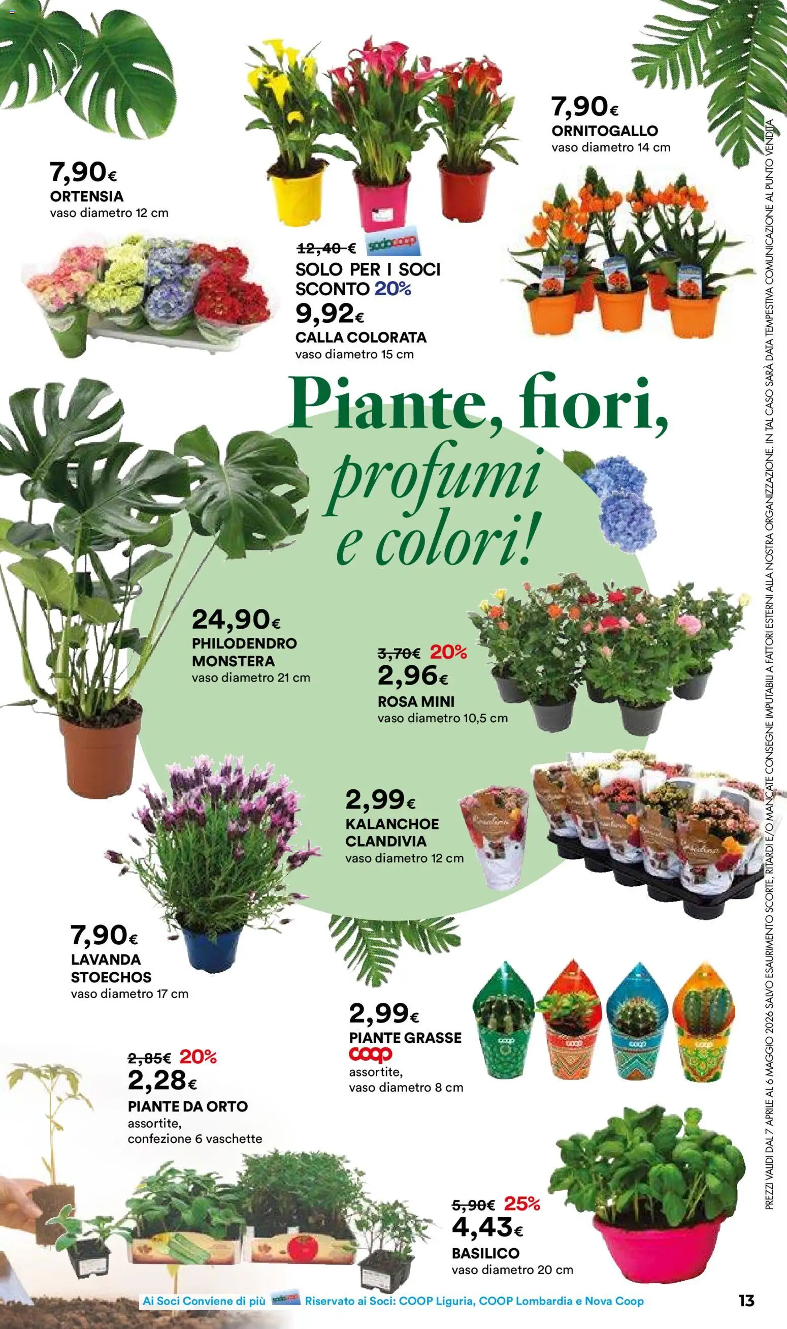 Volantino Ipercoop del 07.04.2026 | Pagina: 13 | Prodotti: Basilico, Lavanda, Vaschette, Vaso
