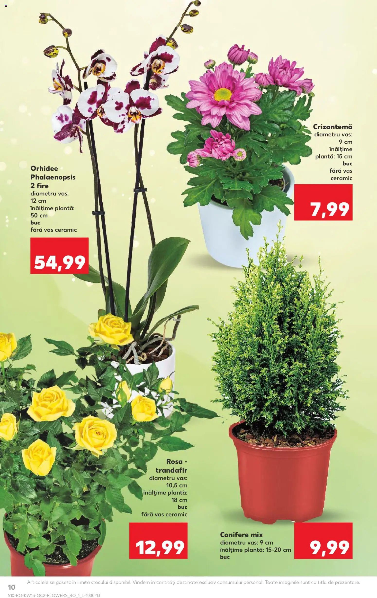 Noul catalog Kaufland – valabil de la 25.03.2026 | Pagină: 10 | Produse: Trandafir, Orhidee