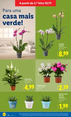 Pré-visualização Orquídea 2 Hastes, Planta de interior. Vaso: 12 cm válido de 10.11.2025 | Página: 22 | Produtos: Vaso