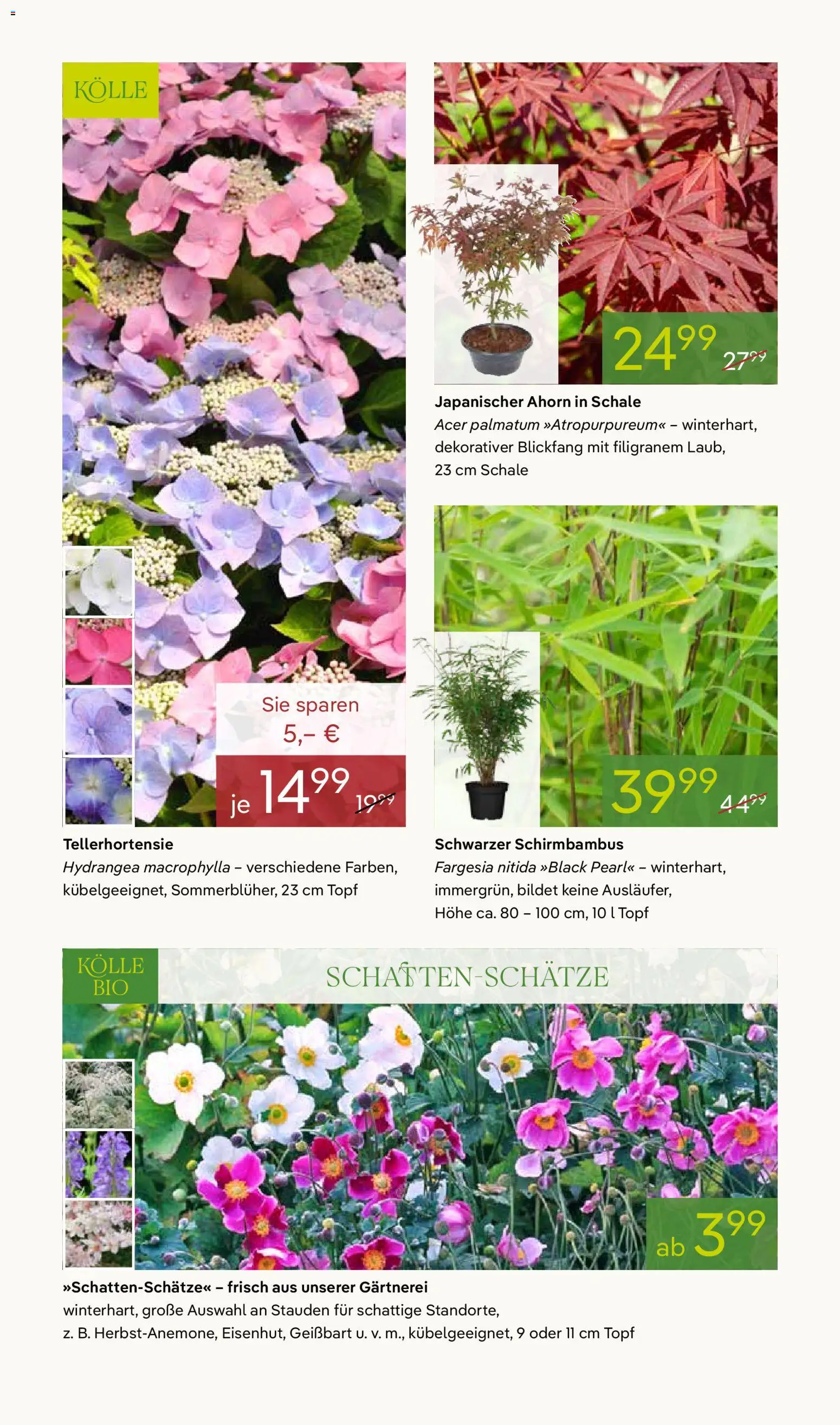 Pflanzen-Kölle Prospekt 	 – gültig ab 13.04.2026 | Seite: 10