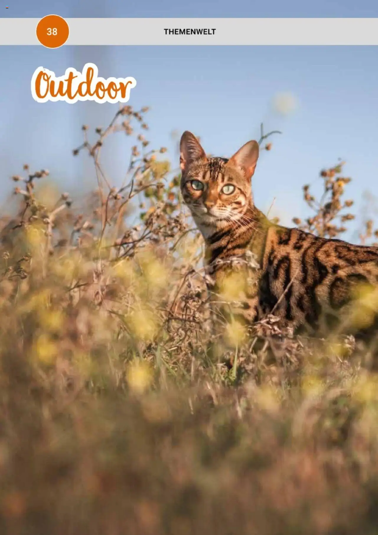 zookauf Themenkatalog Katze – gültig ab 01.10.2025 | Seite: 38
