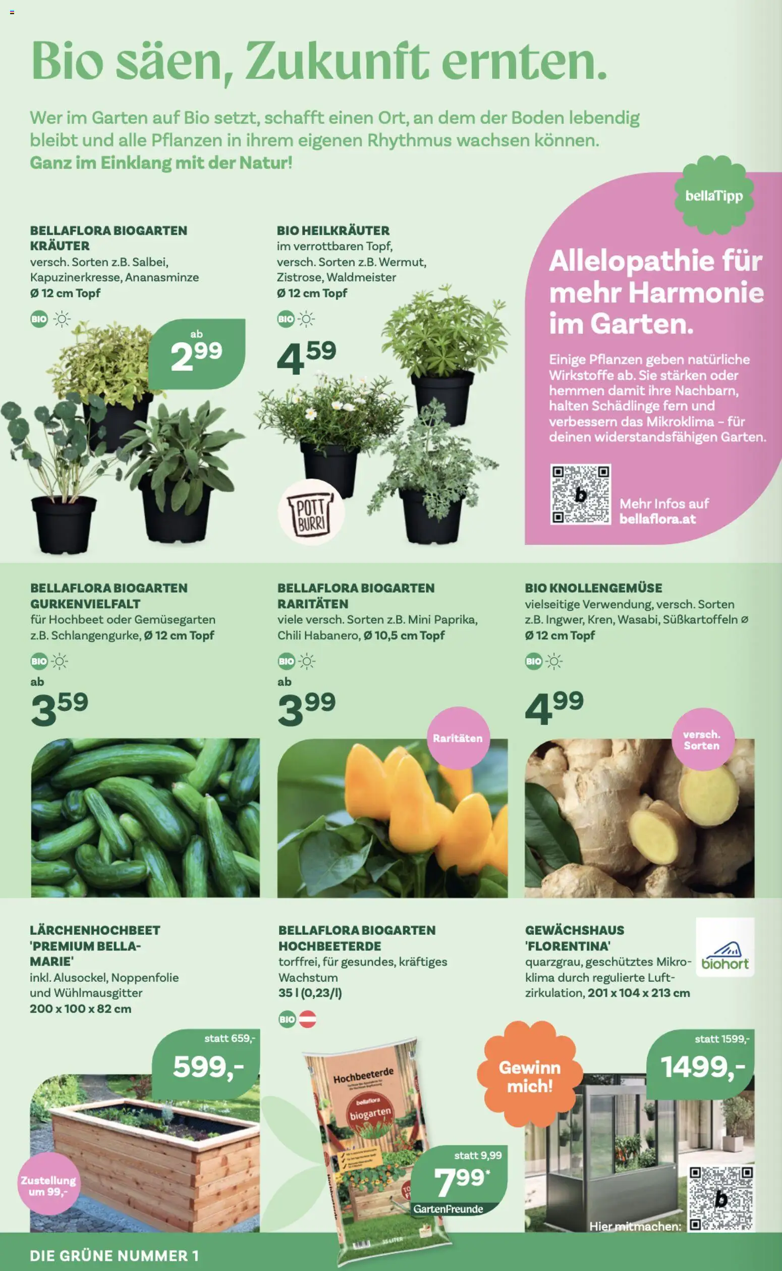 bellaflora Flugblatt gültig ab 23.04.2026 | Seite: 2 | Produkte: Chili