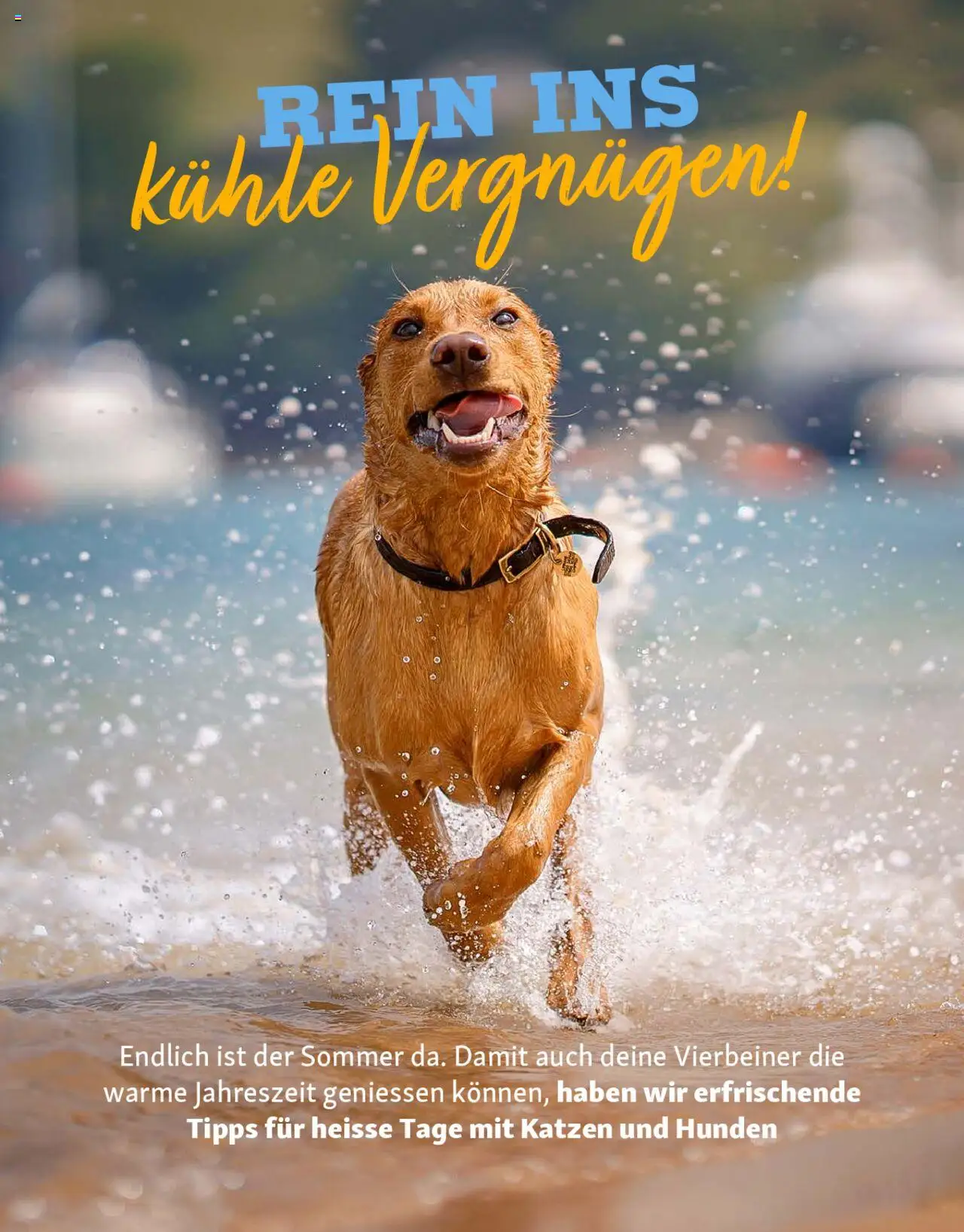 Fressnapf Magazin ab 01.07.2025 | Seite: 16