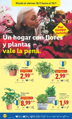 Vista previa Lidl -Canarias válido desde el 12.01.2026 | Página: 26 | Productos: Maceta