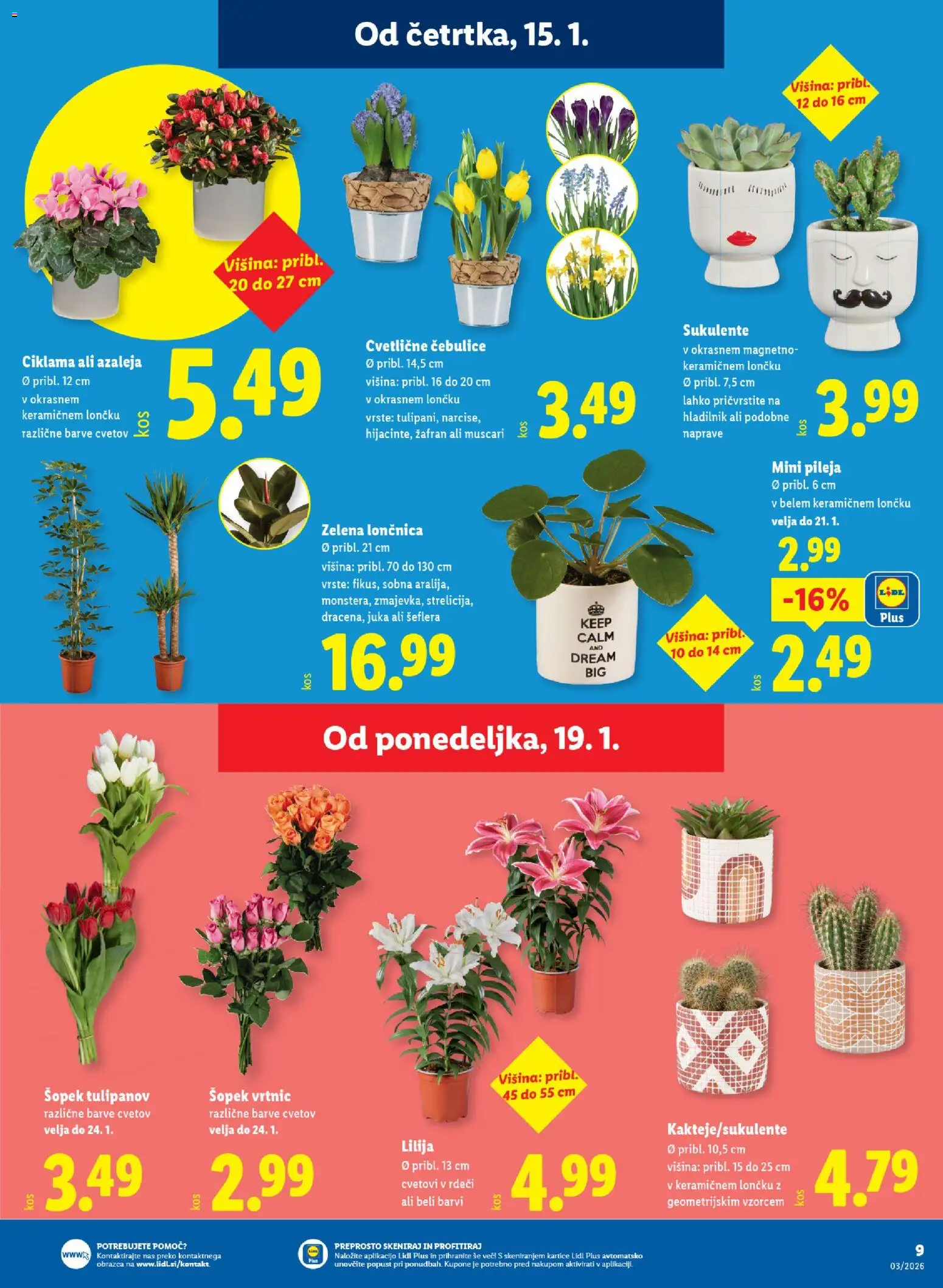 Novi Lidl katalog ponudbe – veljaven od 15.01.2026 | Stran: 13 | Izdelki: Hladilnik, Šopek, Zelena