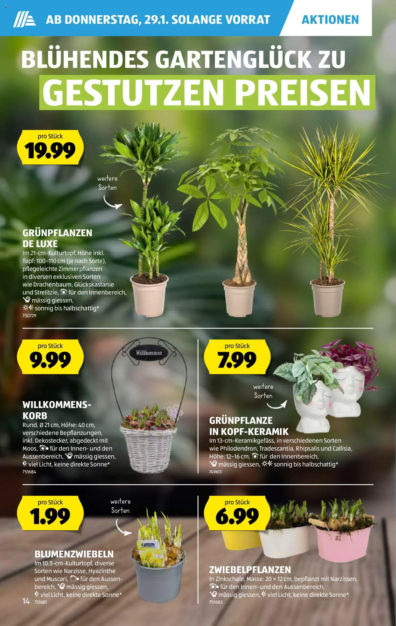 Aldi Aktionen – gültig ab 29.01.2026 | Seite: 15 | Produkte: Korb