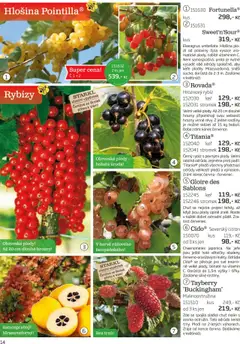 Starkl katalog podzim 2025 od 01.08.2025 | Strana: 14 | Produkty: Rostliny, Citron, Hrozny