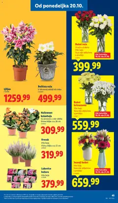 Lidl katalog - pregled Lidl kataloga - važi od 16.10.2025 | Strana: 49 | Proizvode: Kalanhoja, Vaza, Hrizantema